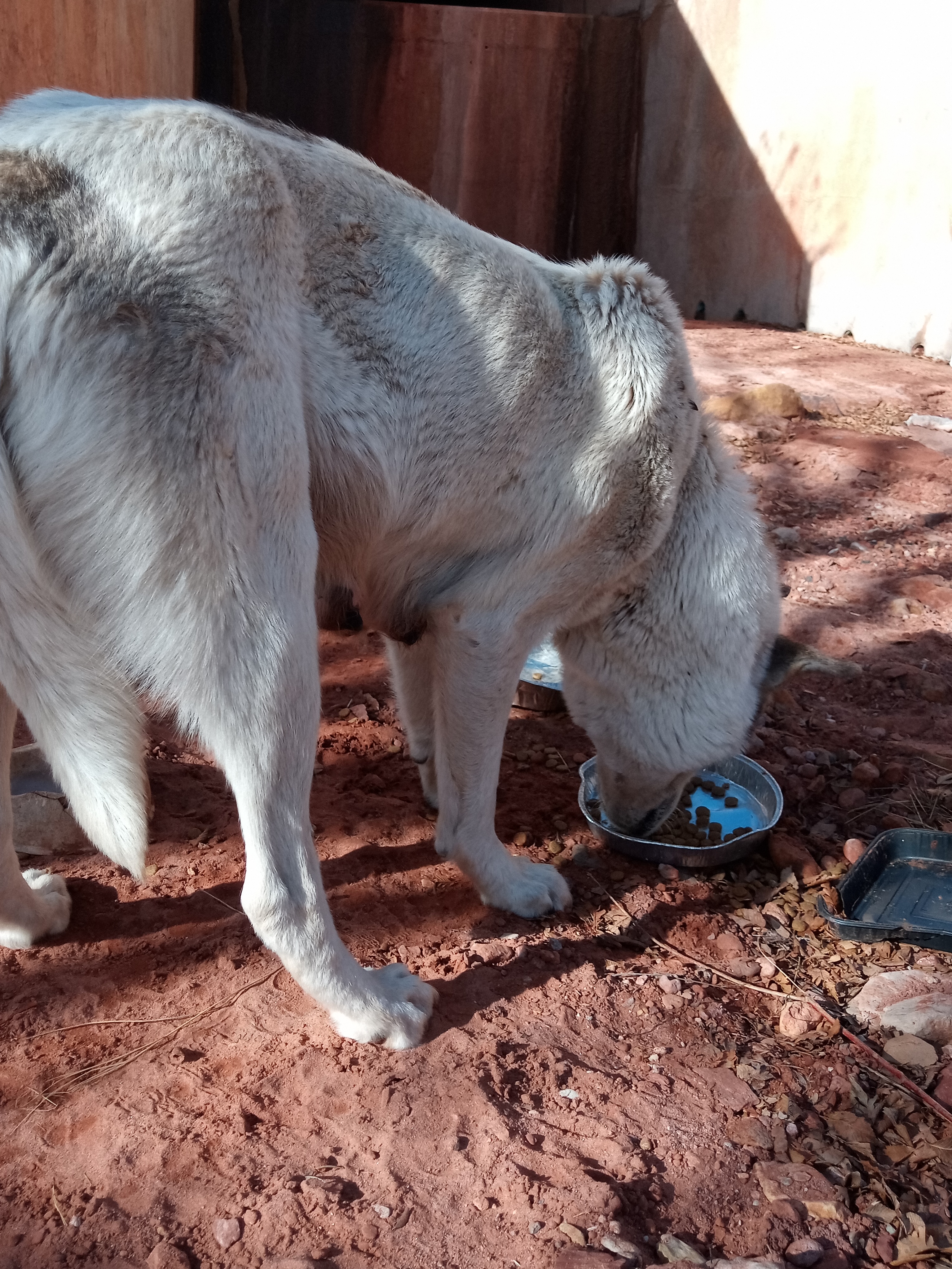 Raw animal camera upload (unprocessed). File: mot-det-20251231-103810.jpg.