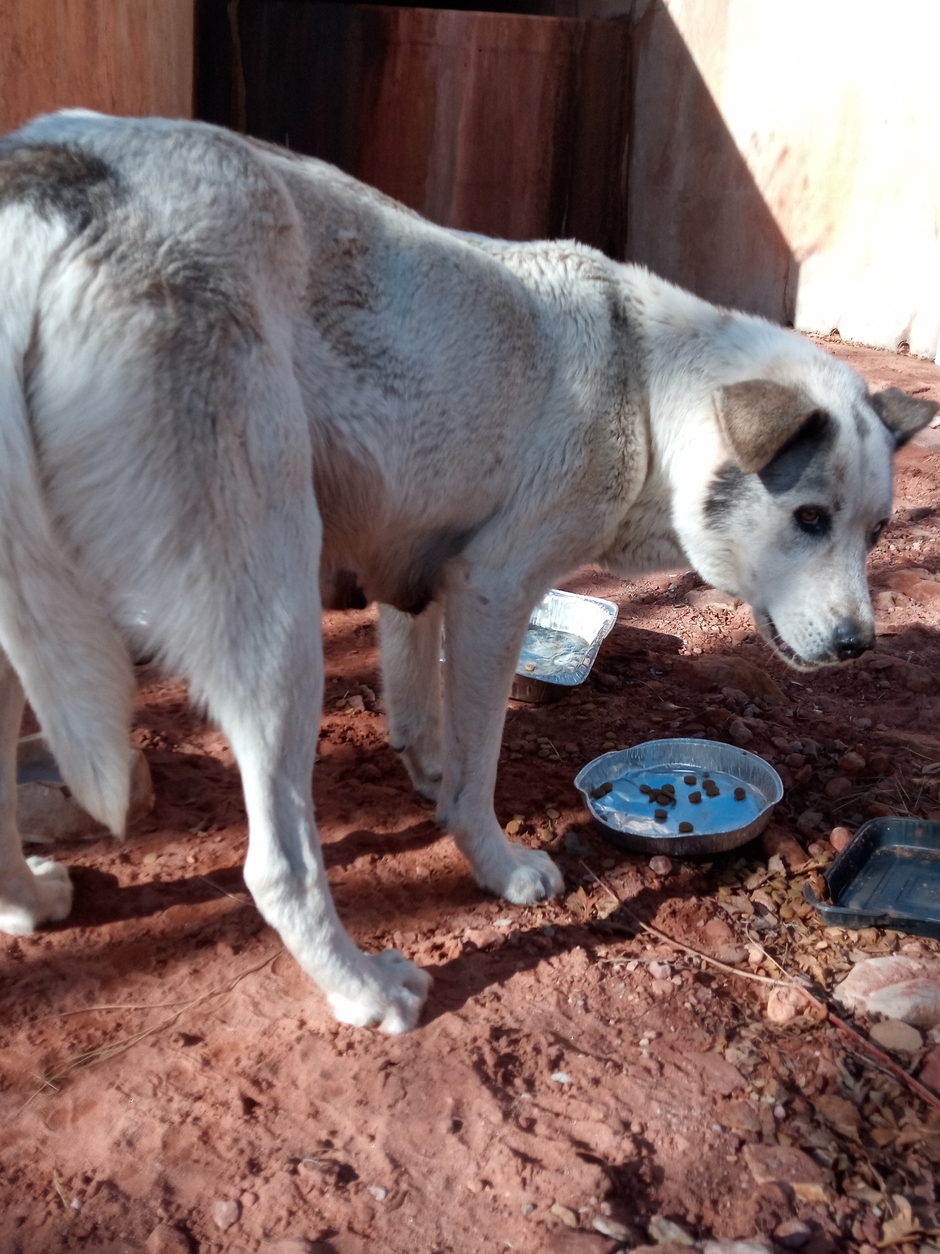 Raw animal camera upload (unprocessed). File: mot-det-20251231-103824.jpg.