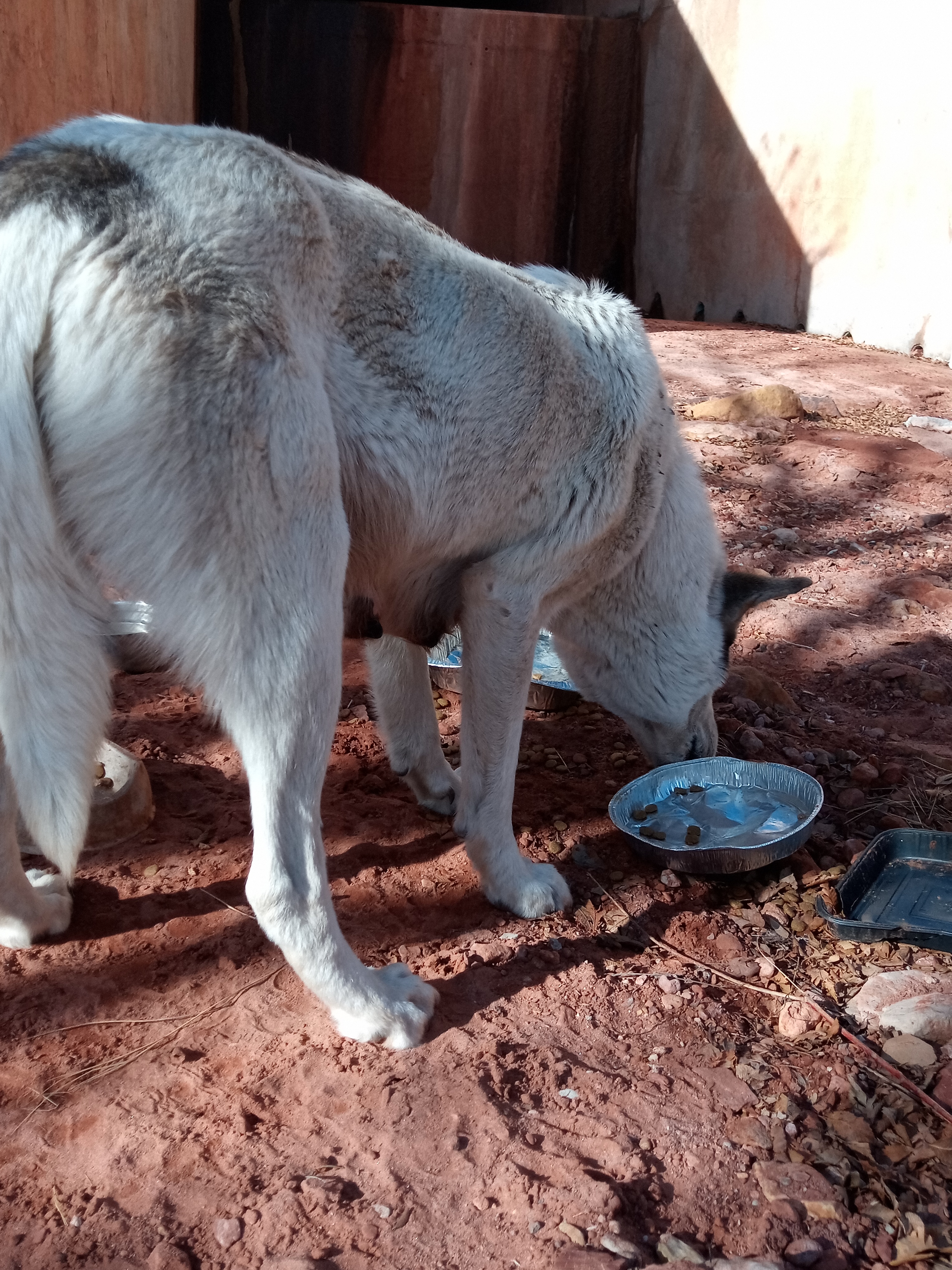 Raw animal camera upload (unprocessed). File: mot-det-20251231-103841.jpg.