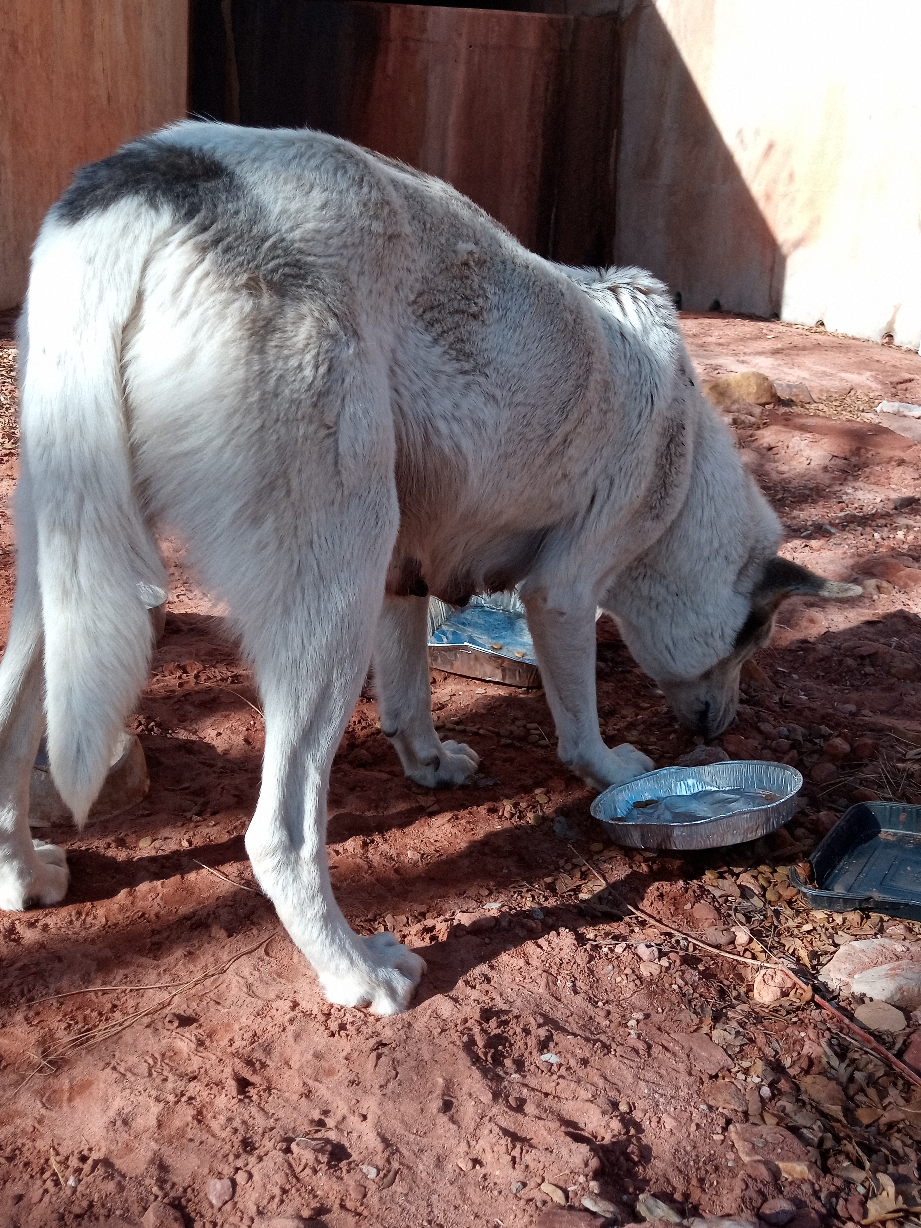 Raw animal camera upload (unprocessed). File: mot-det-20251231-103846.jpg.