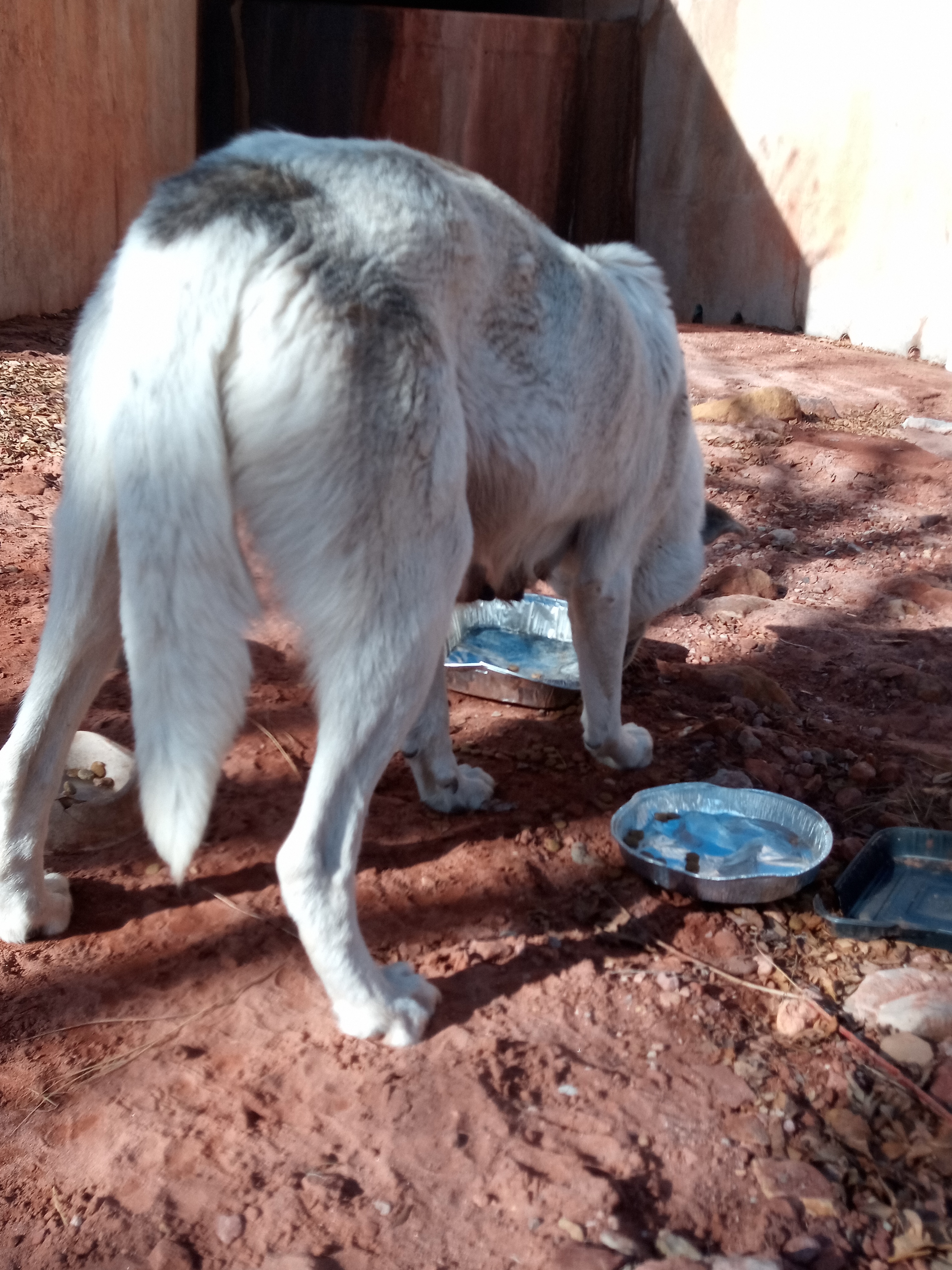 Raw animal camera upload (unprocessed). File: mot-det-20251231-103856.jpg.