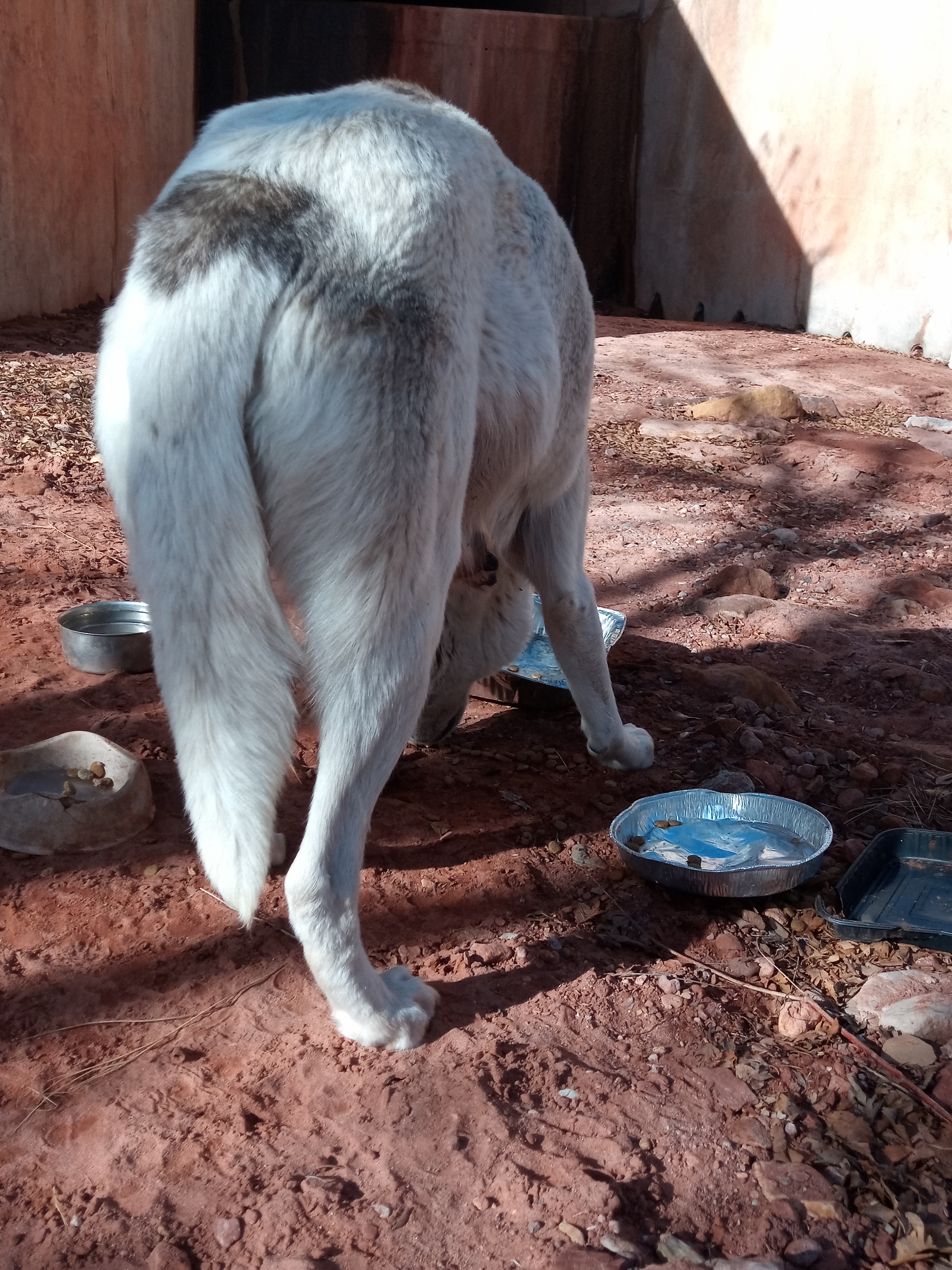 Raw animal camera upload (unprocessed). File: mot-det-20251231-103859.jpg.