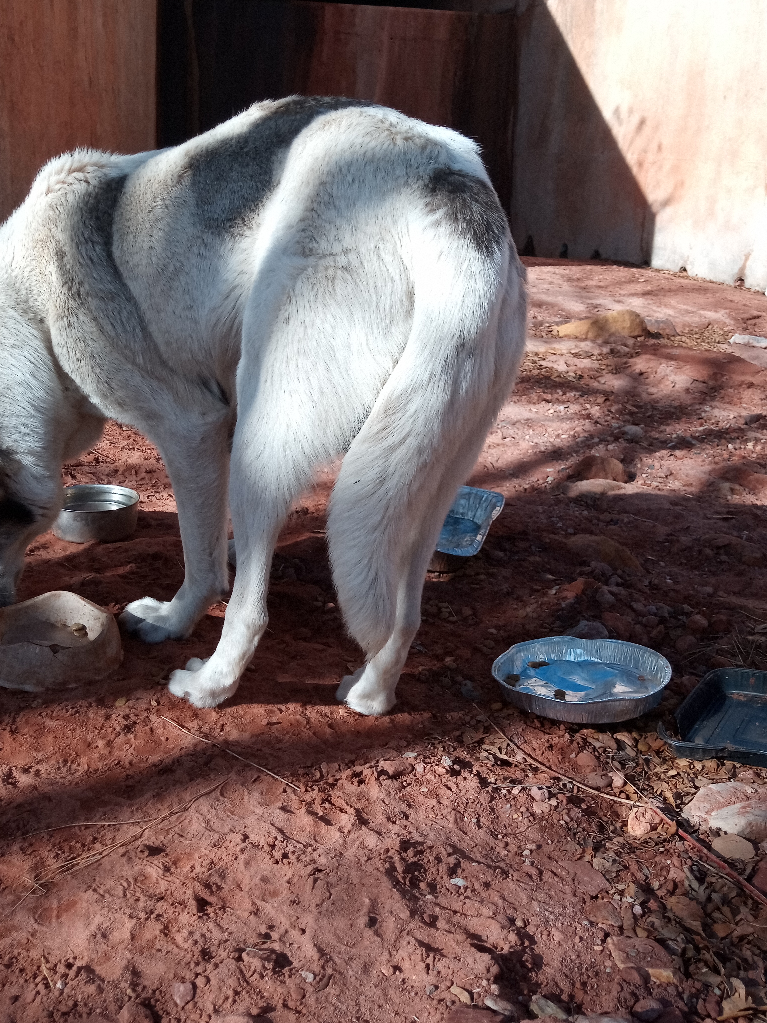 Raw animal camera upload (unprocessed). File: mot-det-20251231-103911.jpg.