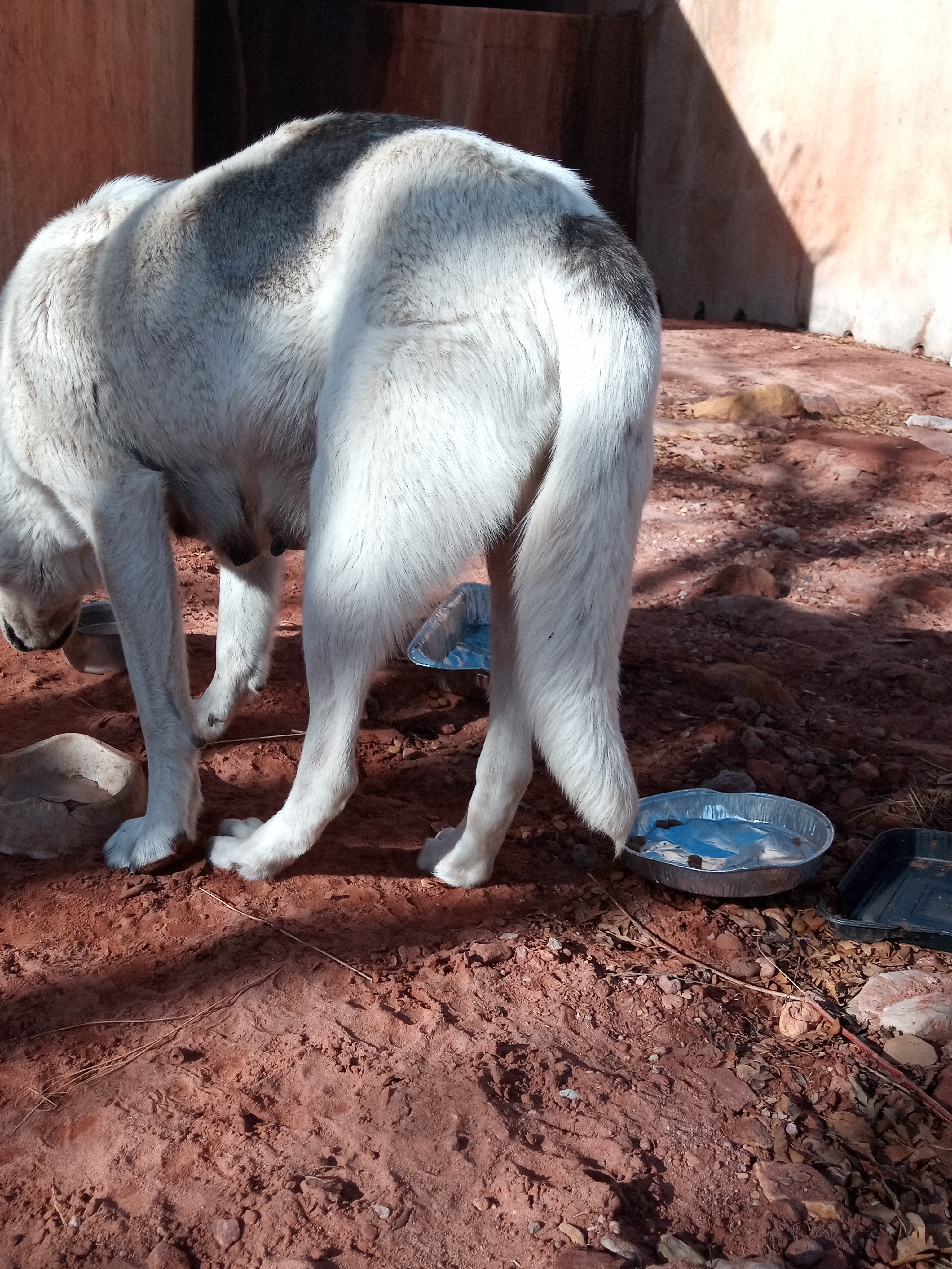 Raw animal camera upload (unprocessed). File: mot-det-20251231-103921.jpg.