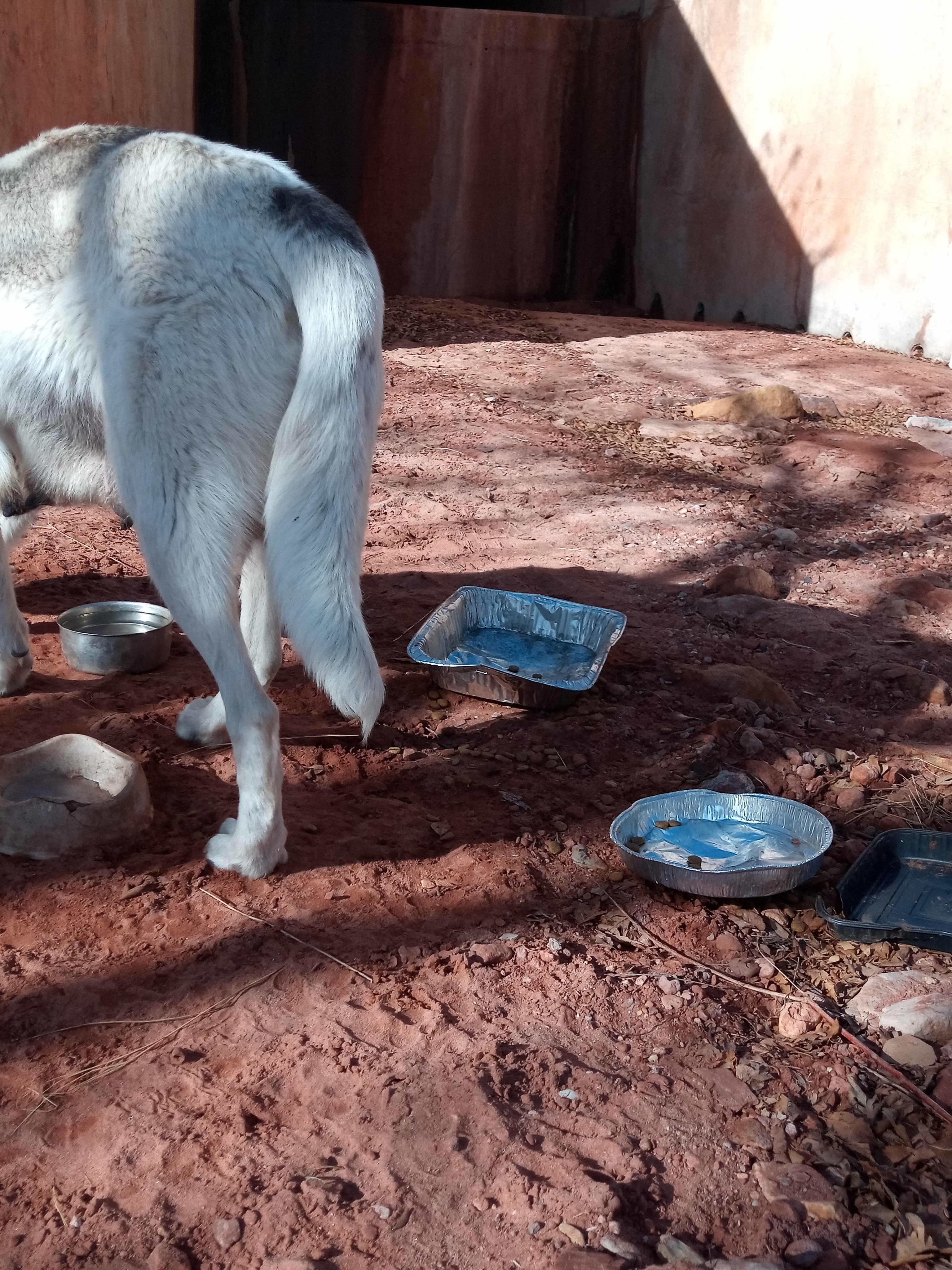 Raw animal camera upload (unprocessed). File: mot-det-20251231-103924.jpg.