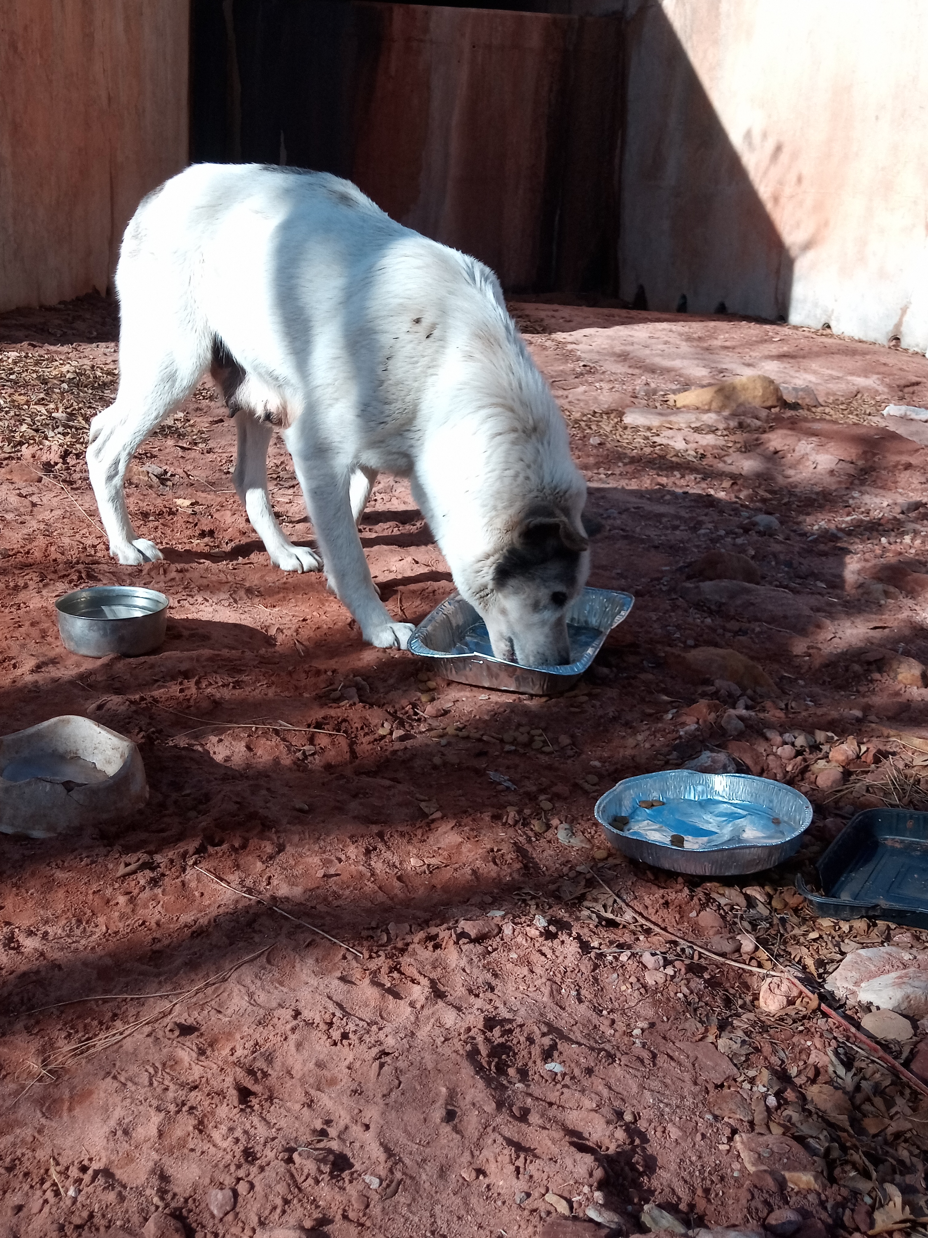 Raw animal camera upload (unprocessed). File: mot-det-20251231-103935.jpg.