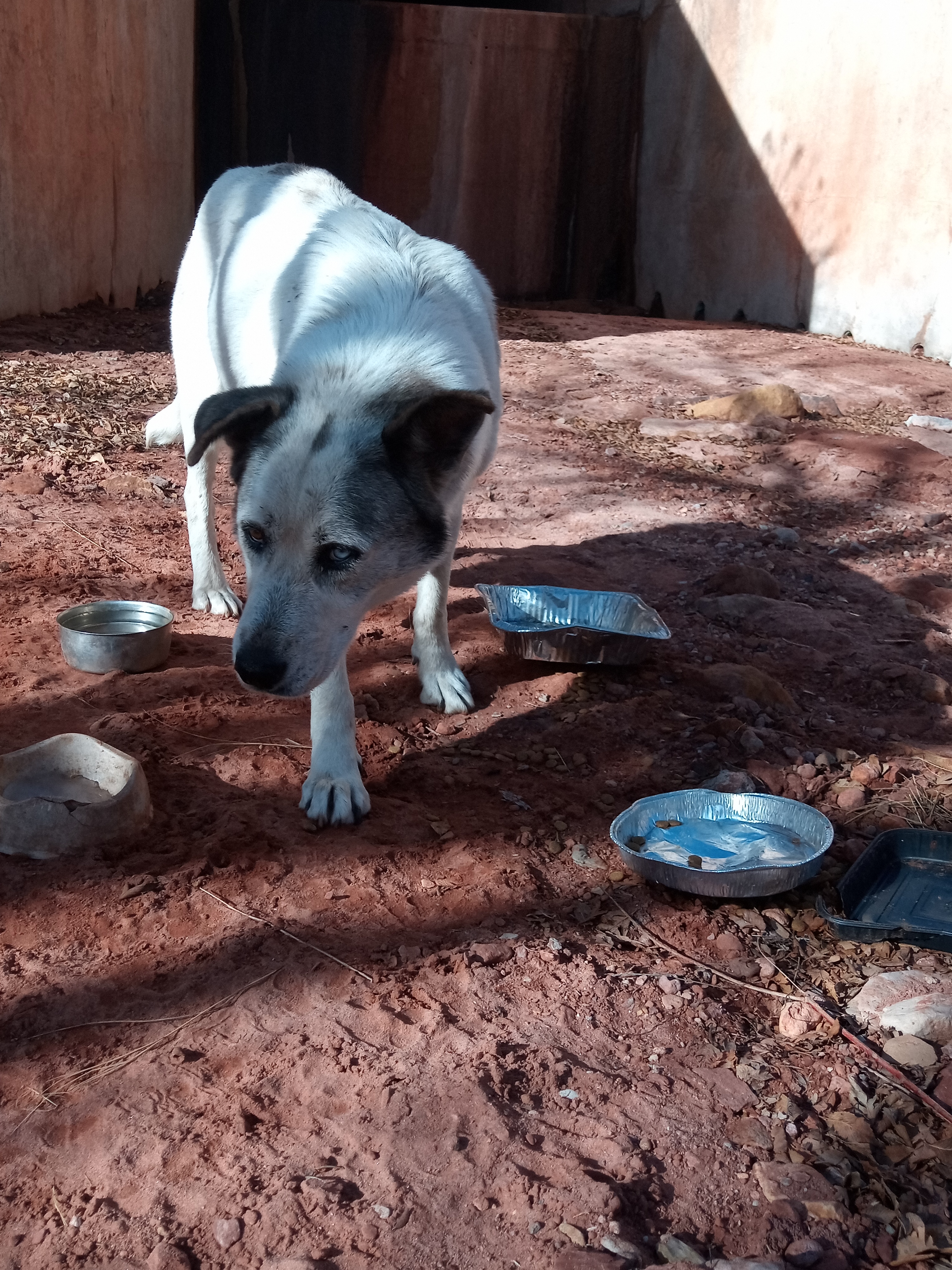 Raw animal camera upload (unprocessed). File: mot-det-20251231-103945.jpg.