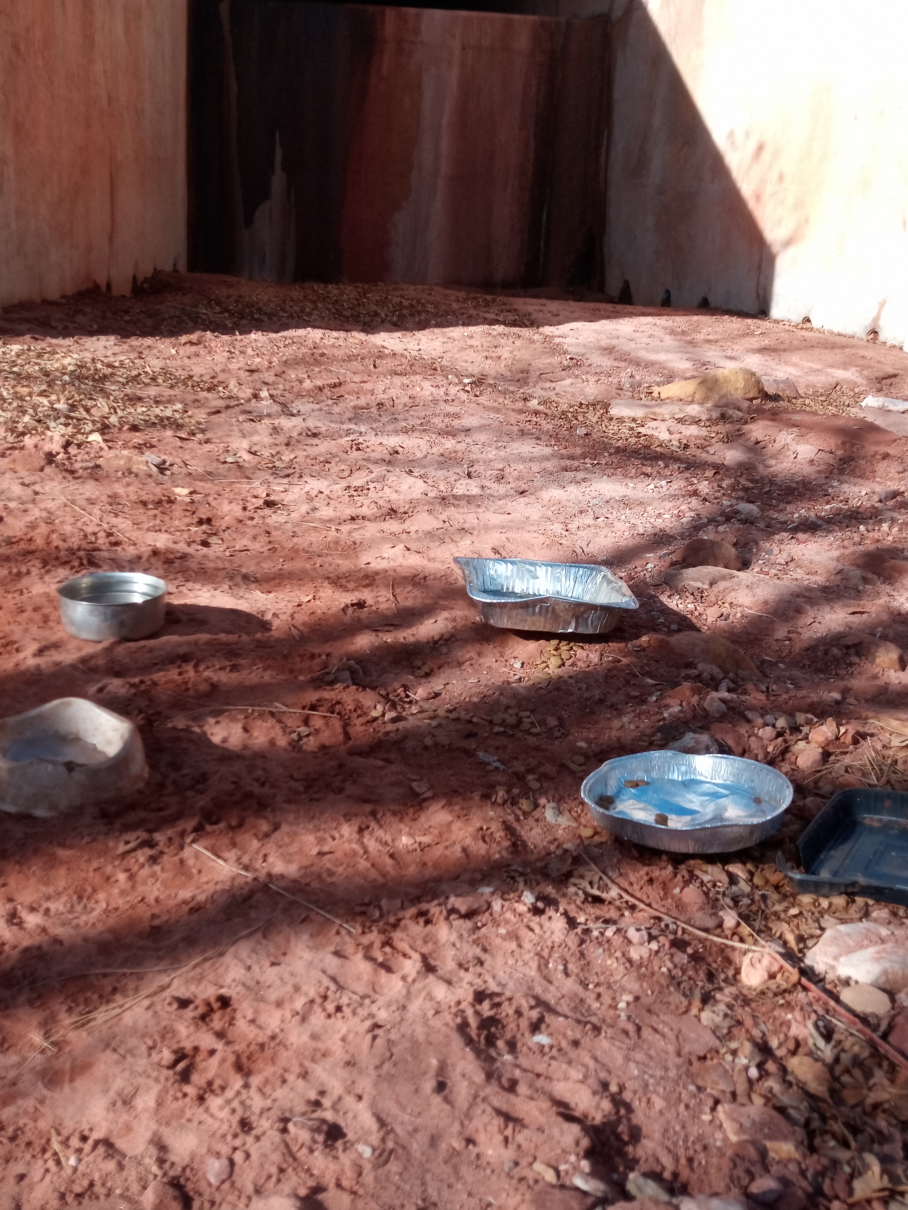 Raw animal camera upload (unprocessed). File: mot-det-20251231-103948.jpg.