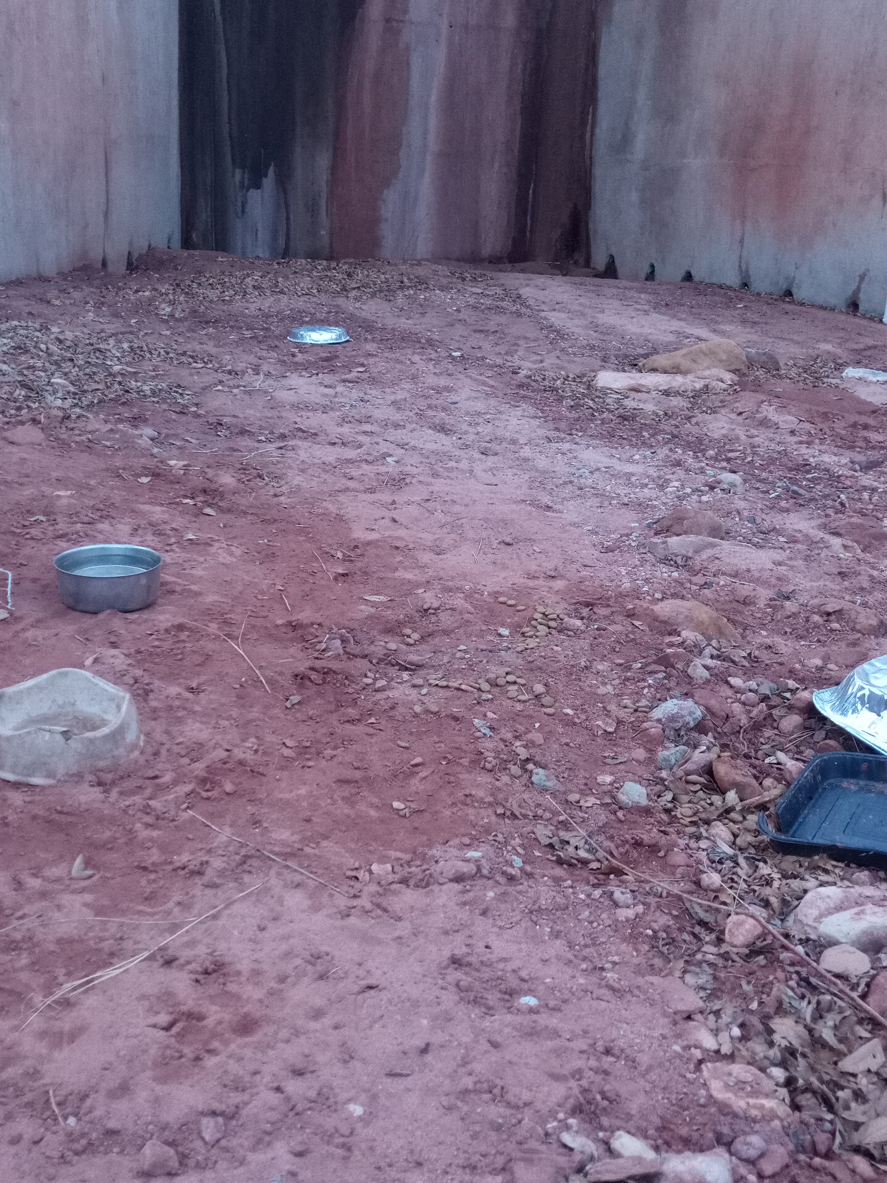 Raw animal camera upload (unprocessed). File: mot-det-20251231-170140.jpg.