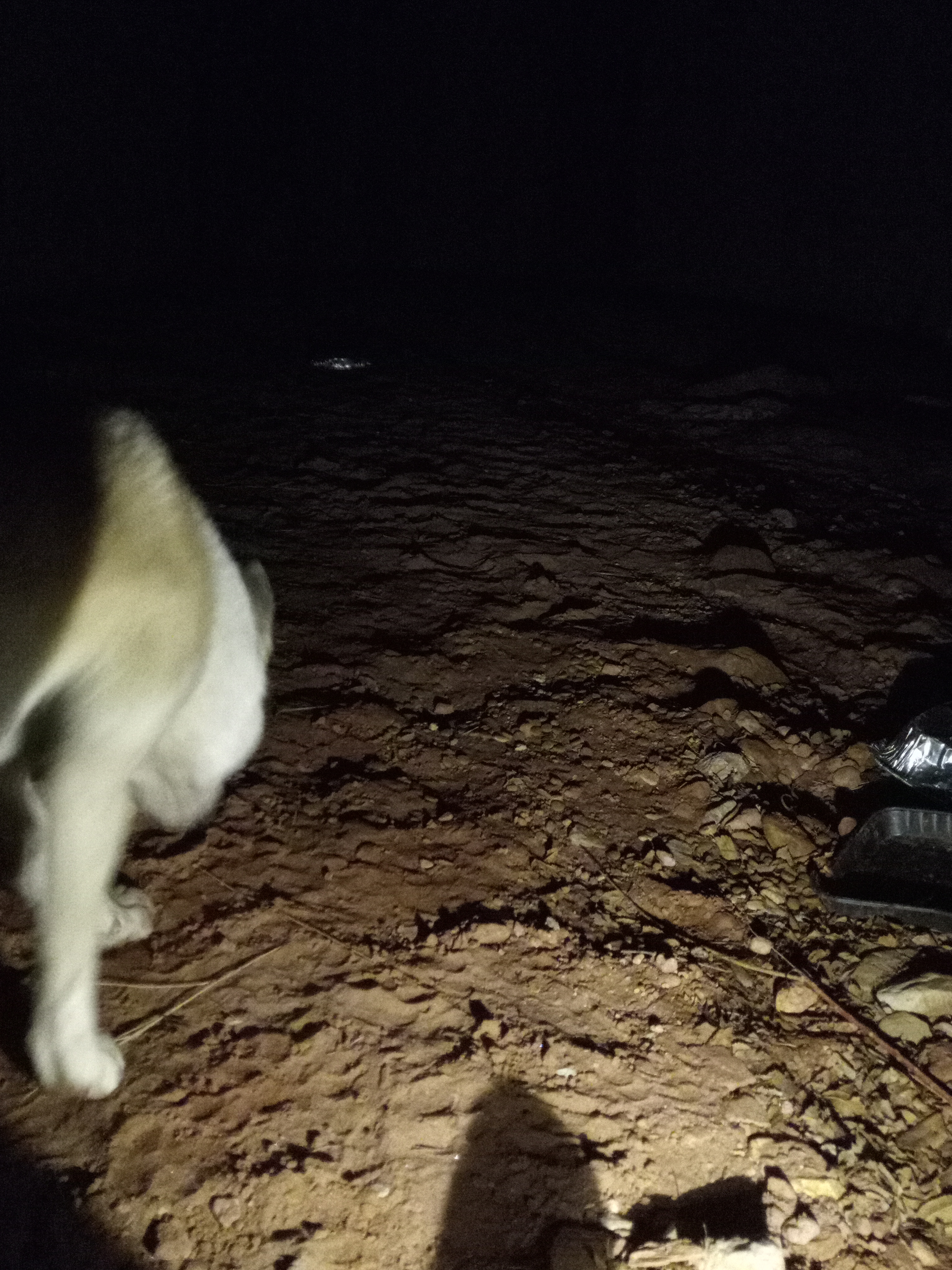 Raw animal camera upload (unprocessed). File: mot-det-20251231-184828.jpg.