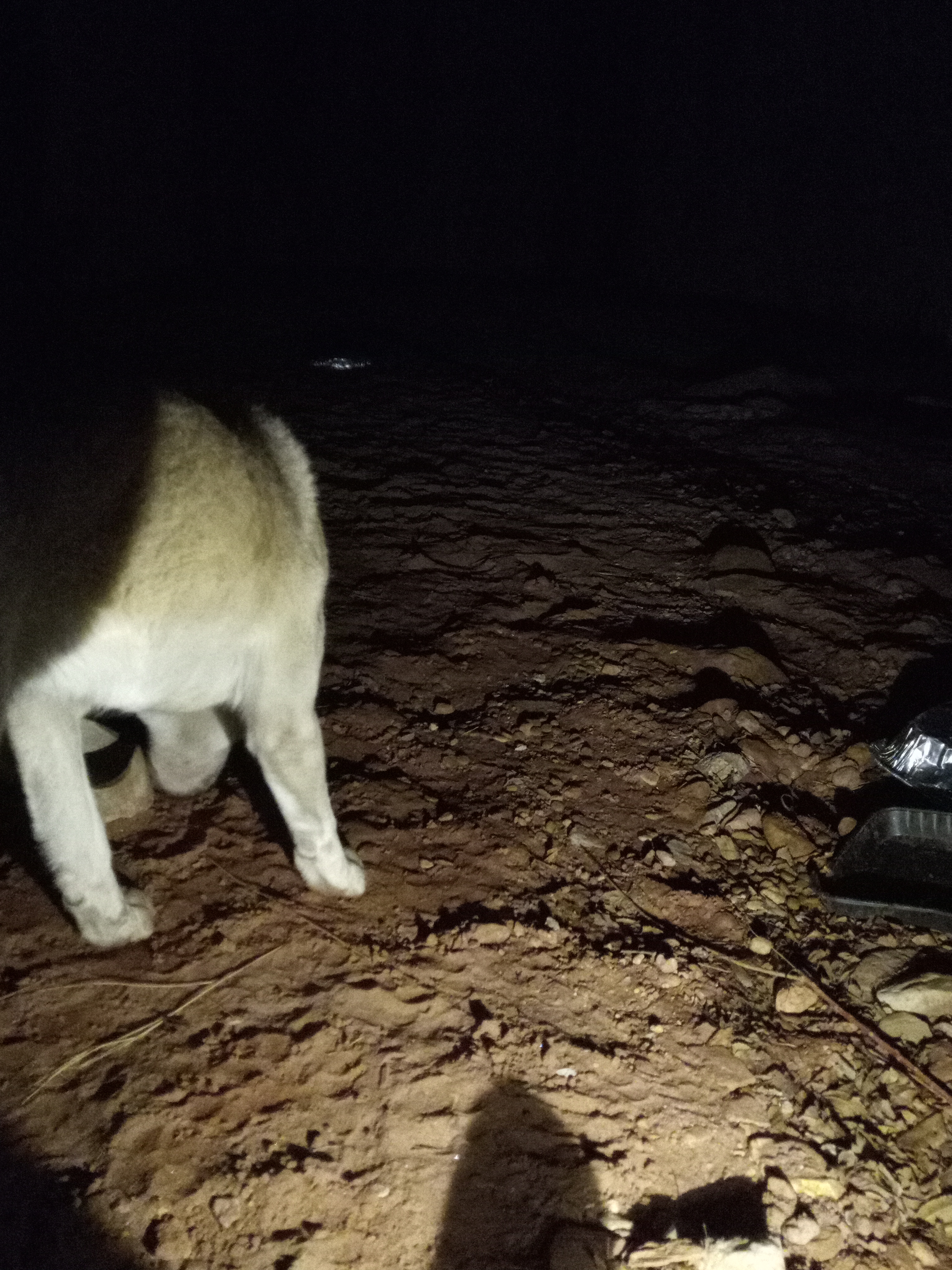 Raw animal camera upload (unprocessed). File: mot-det-20251231-184831.jpg.