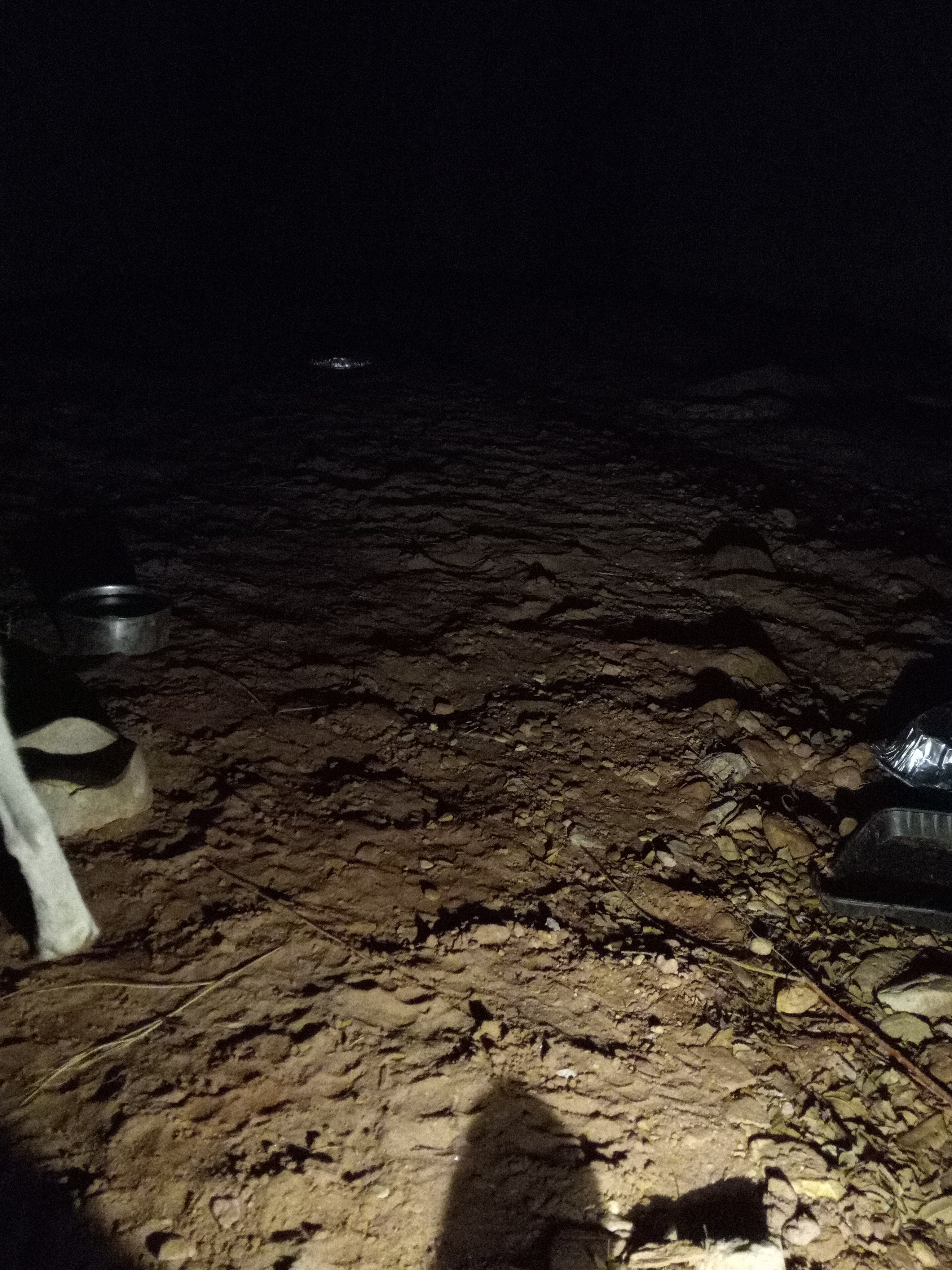 Raw animal camera upload (unprocessed). File: mot-det-20251231-184845.jpg.