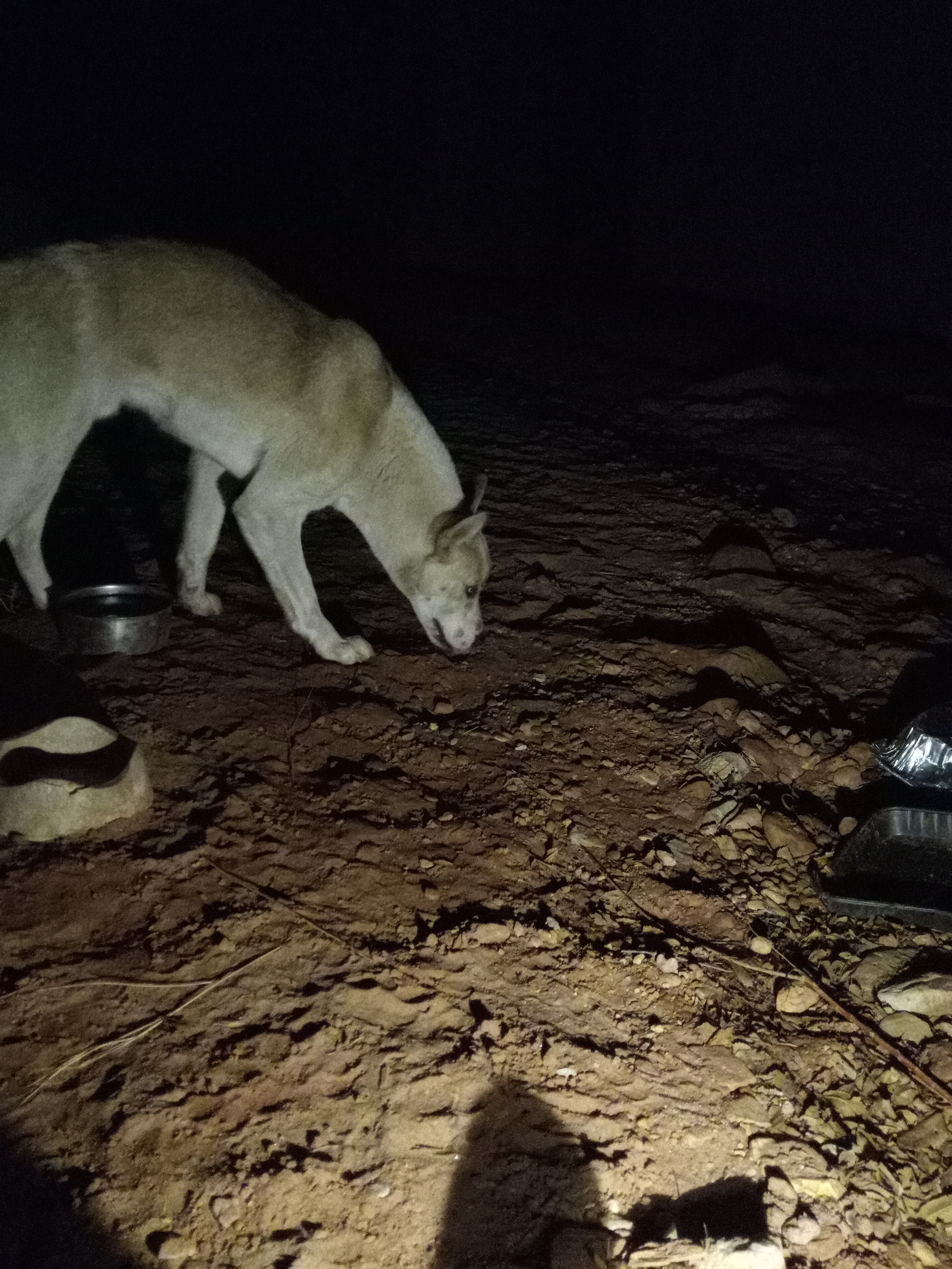 Raw animal camera upload (unprocessed). File: mot-det-20251231-184907.jpg.