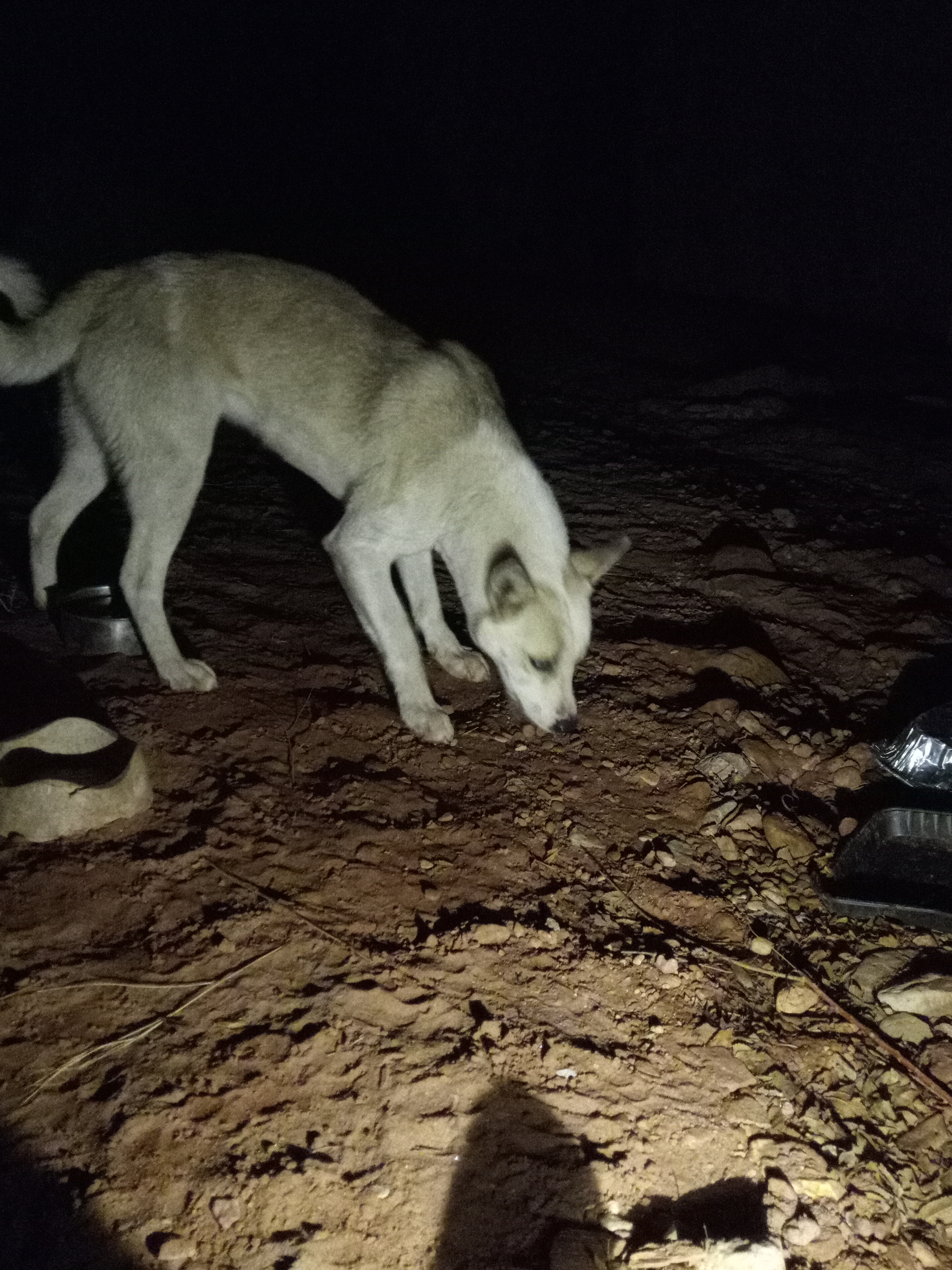 Raw animal camera upload (unprocessed). File: mot-det-20251231-184912.jpg.