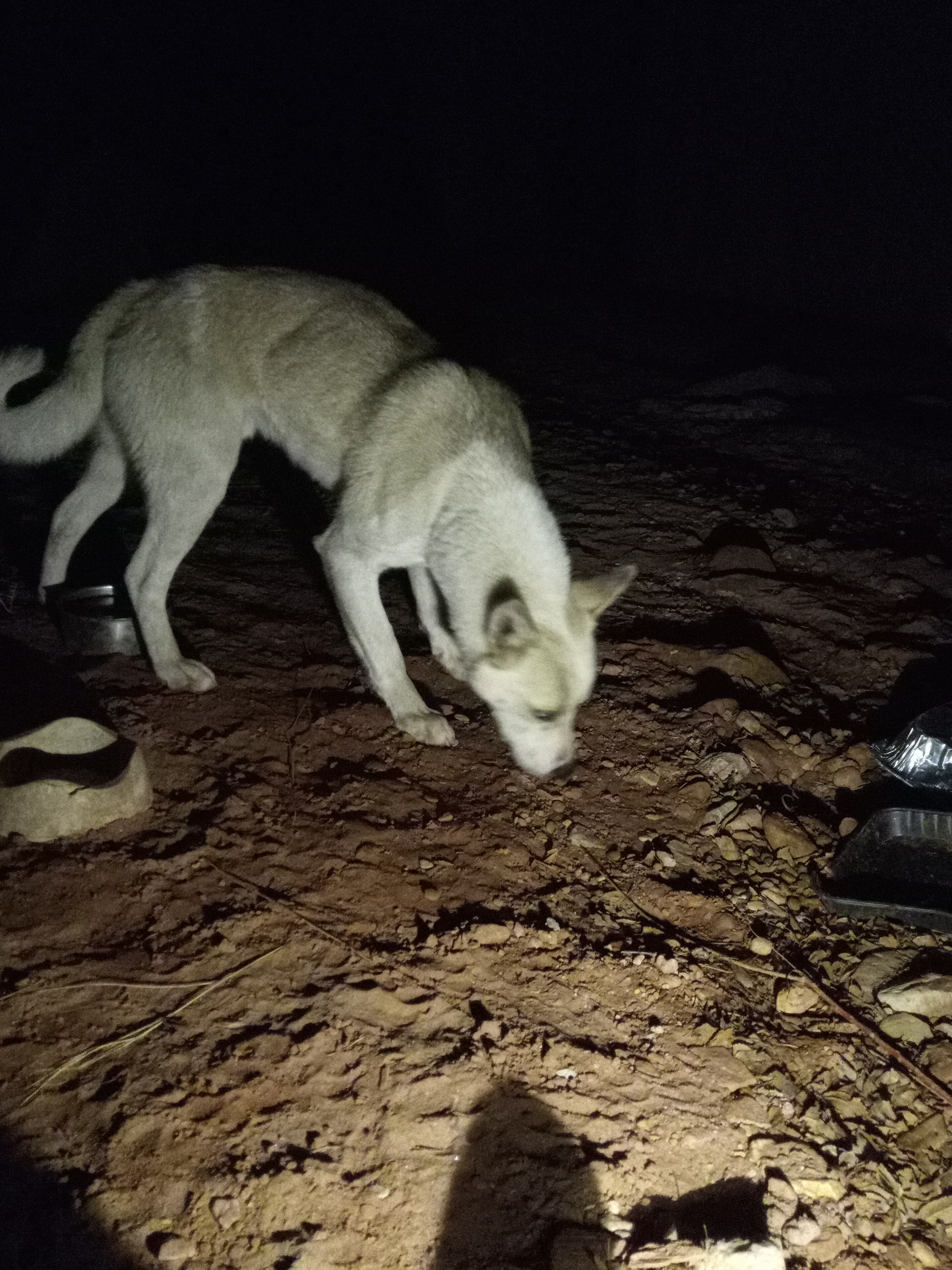 Raw animal camera upload (unprocessed). File: mot-det-20251231-184951.jpg.