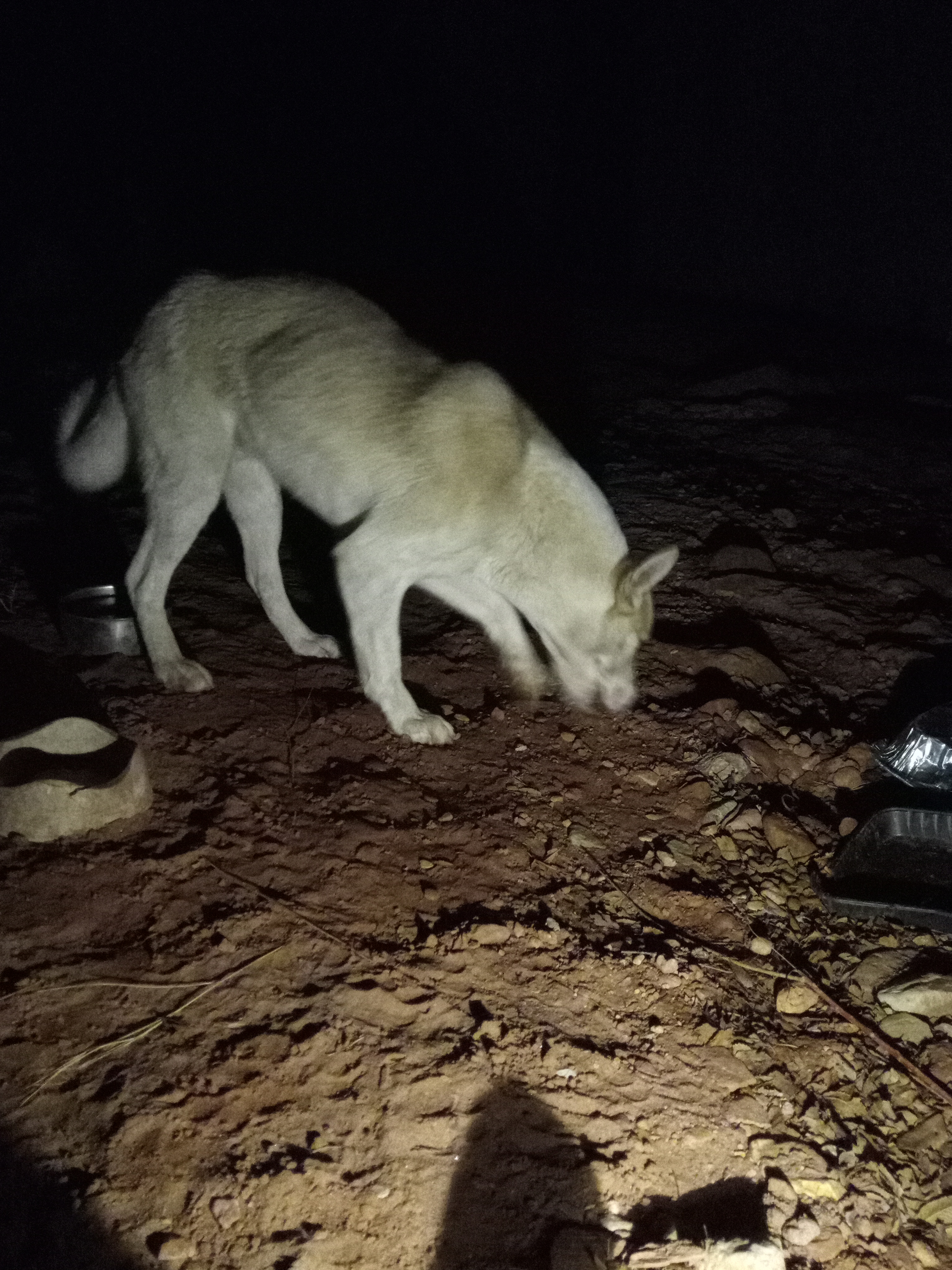 Raw animal camera upload (unprocessed). File: mot-det-20251231-185000.jpg.