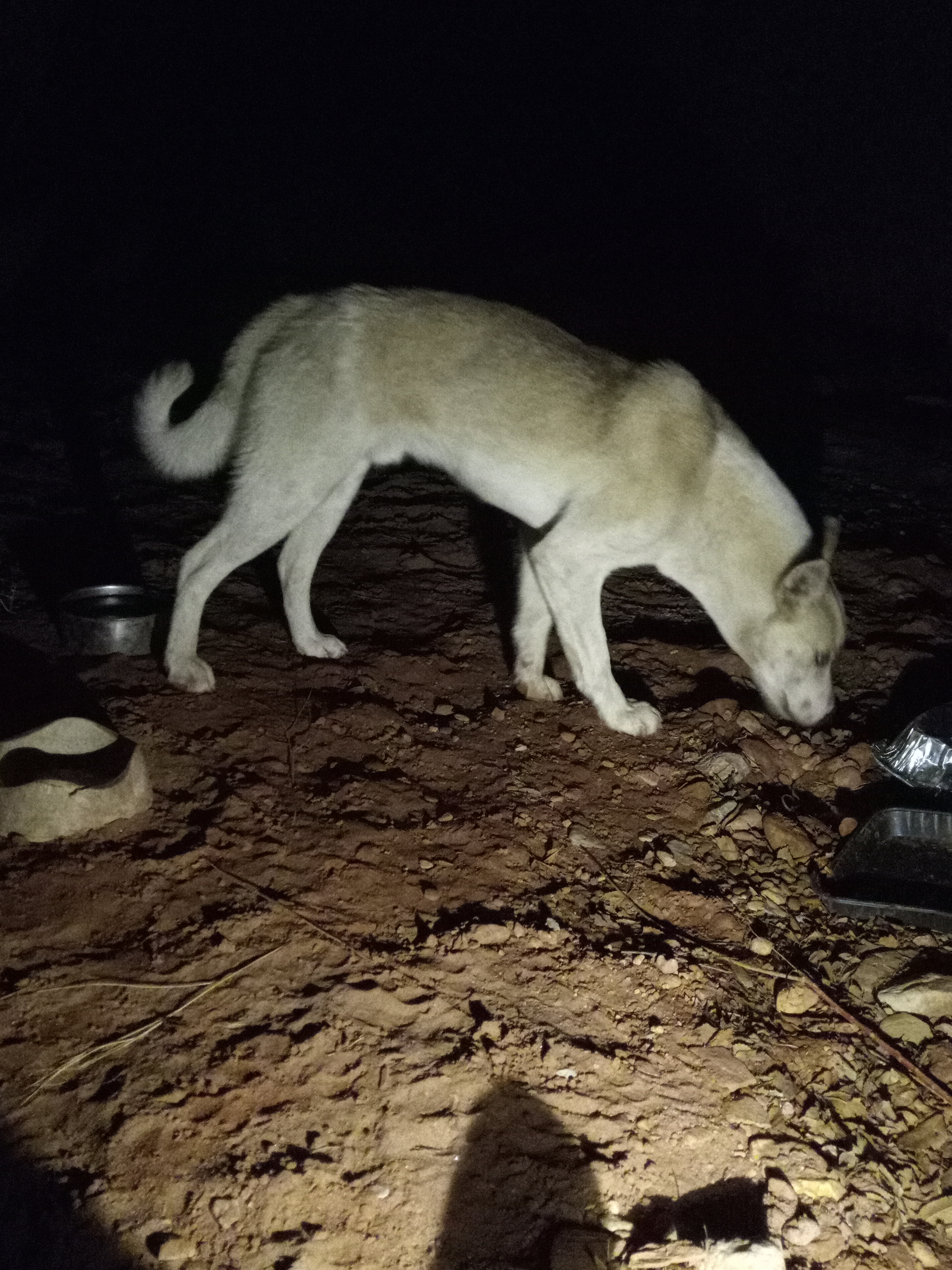 Raw animal camera upload (unprocessed). File: mot-det-20251231-185003.jpg.