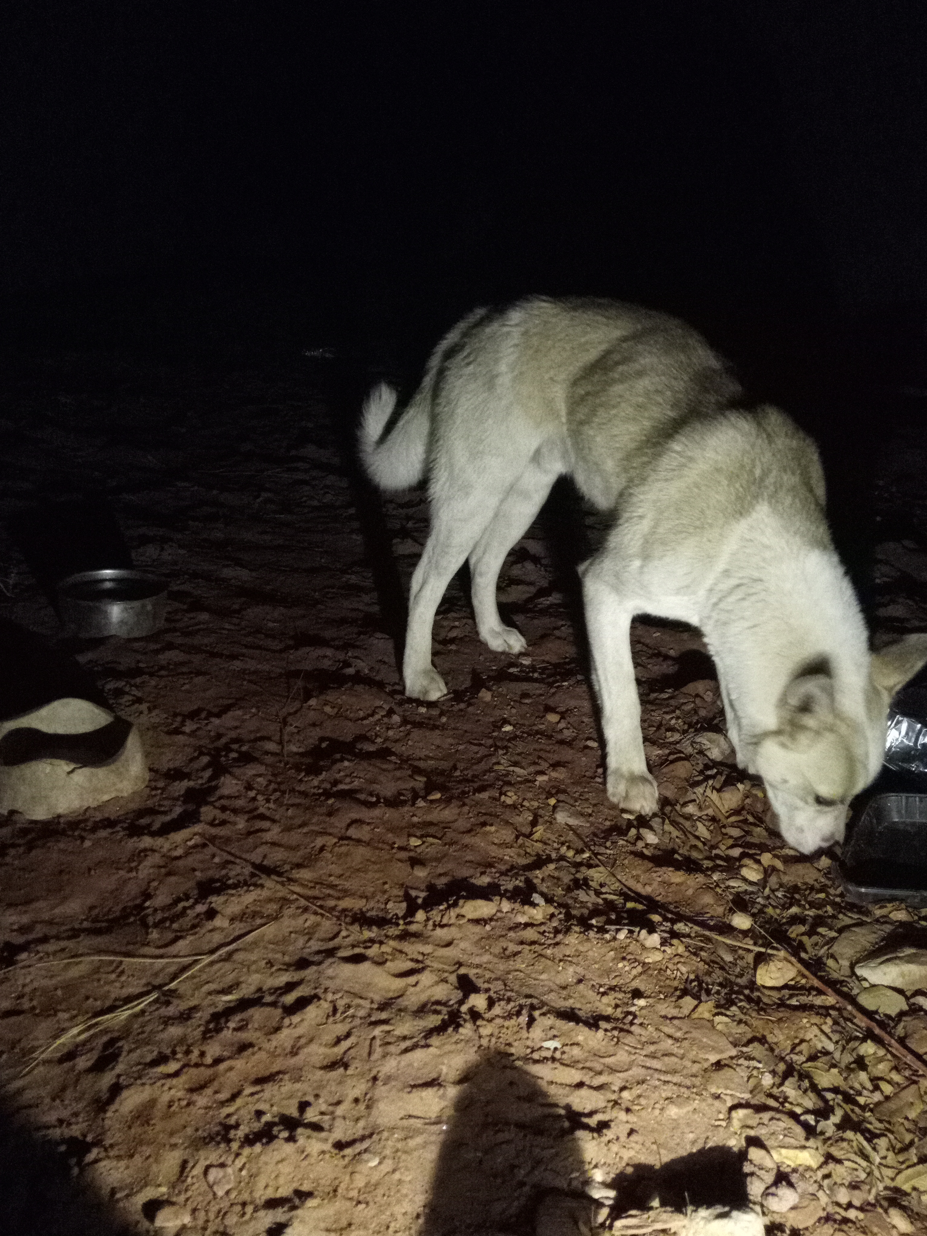 Raw animal camera upload (unprocessed). File: mot-det-20251231-185025.jpg.