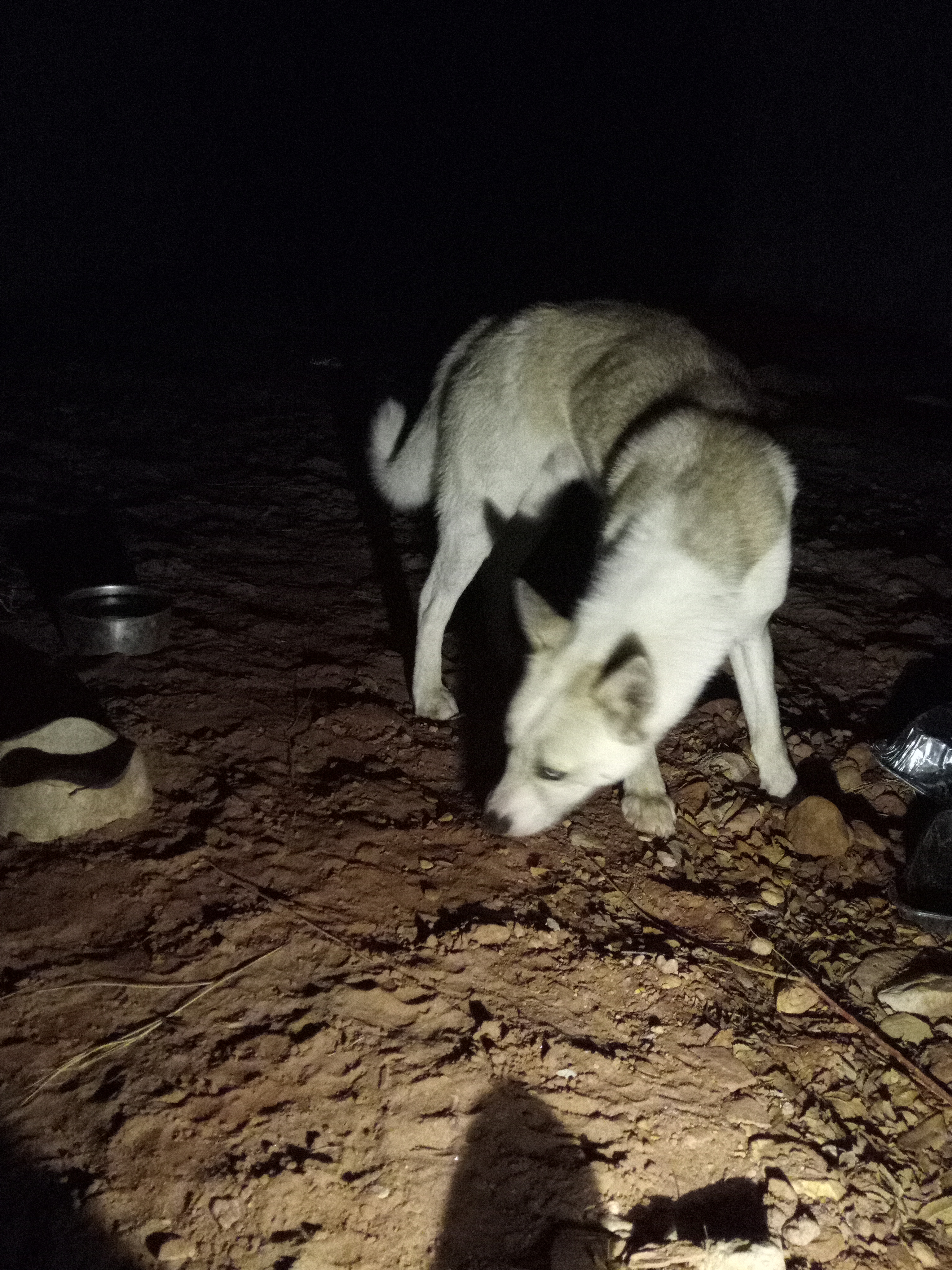 Raw animal camera upload (unprocessed). File: mot-det-20251231-185032.jpg.