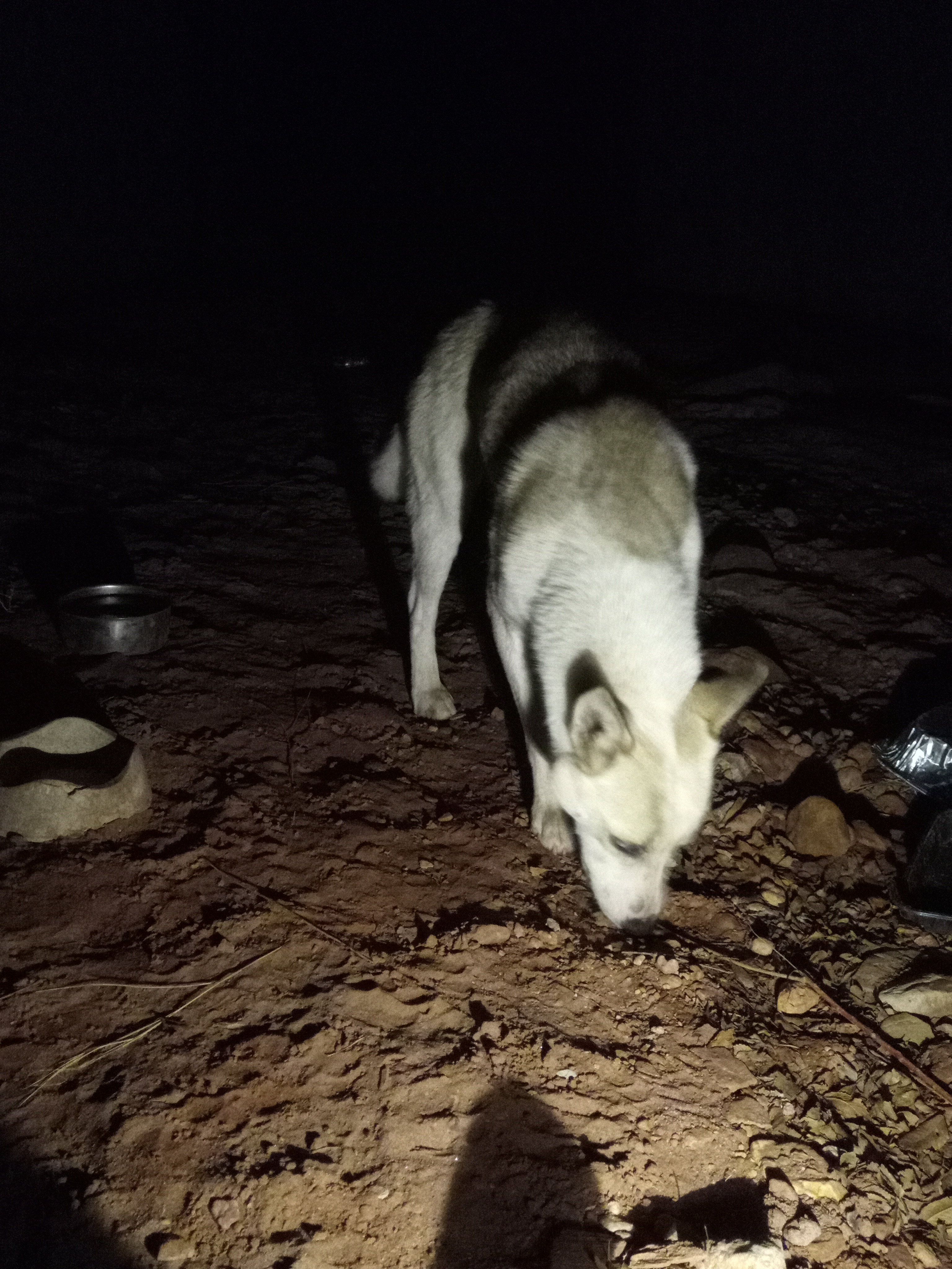 Raw animal camera upload (unprocessed). File: mot-det-20251231-185034.jpg.