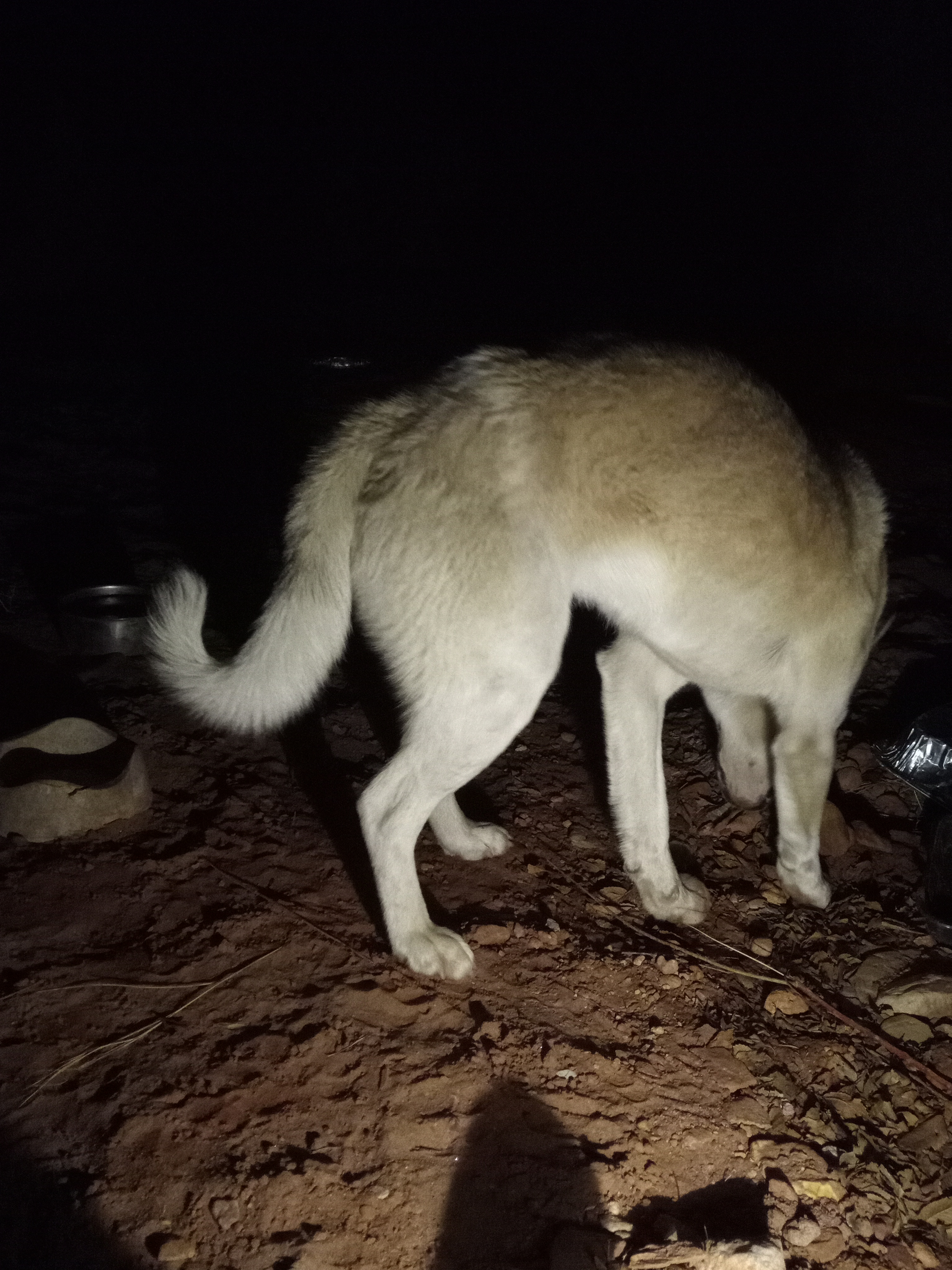 Raw animal camera upload (unprocessed). File: mot-det-20251231-185045.jpg.