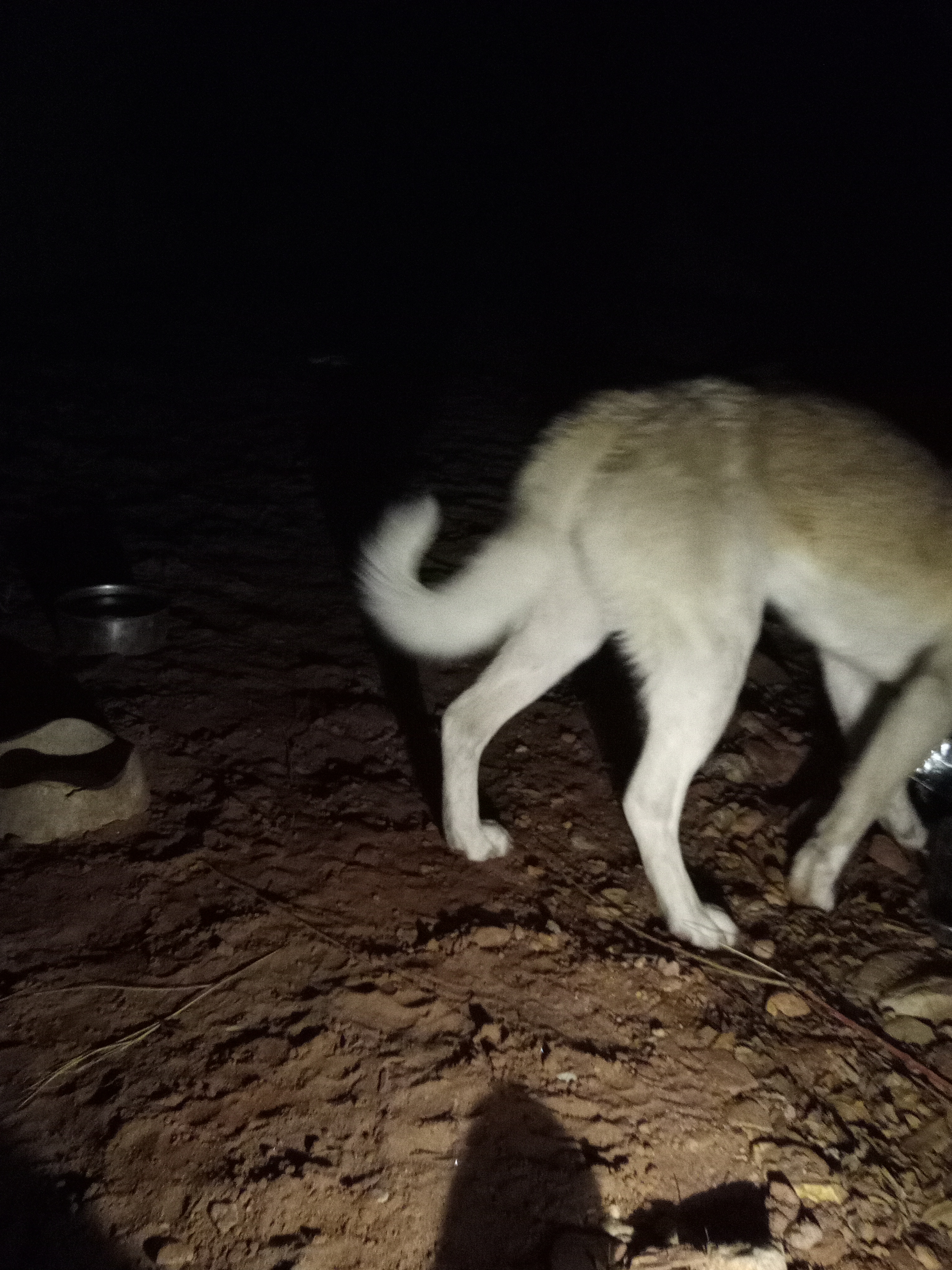 Raw animal camera upload (unprocessed). File: mot-det-20251231-185051.jpg.