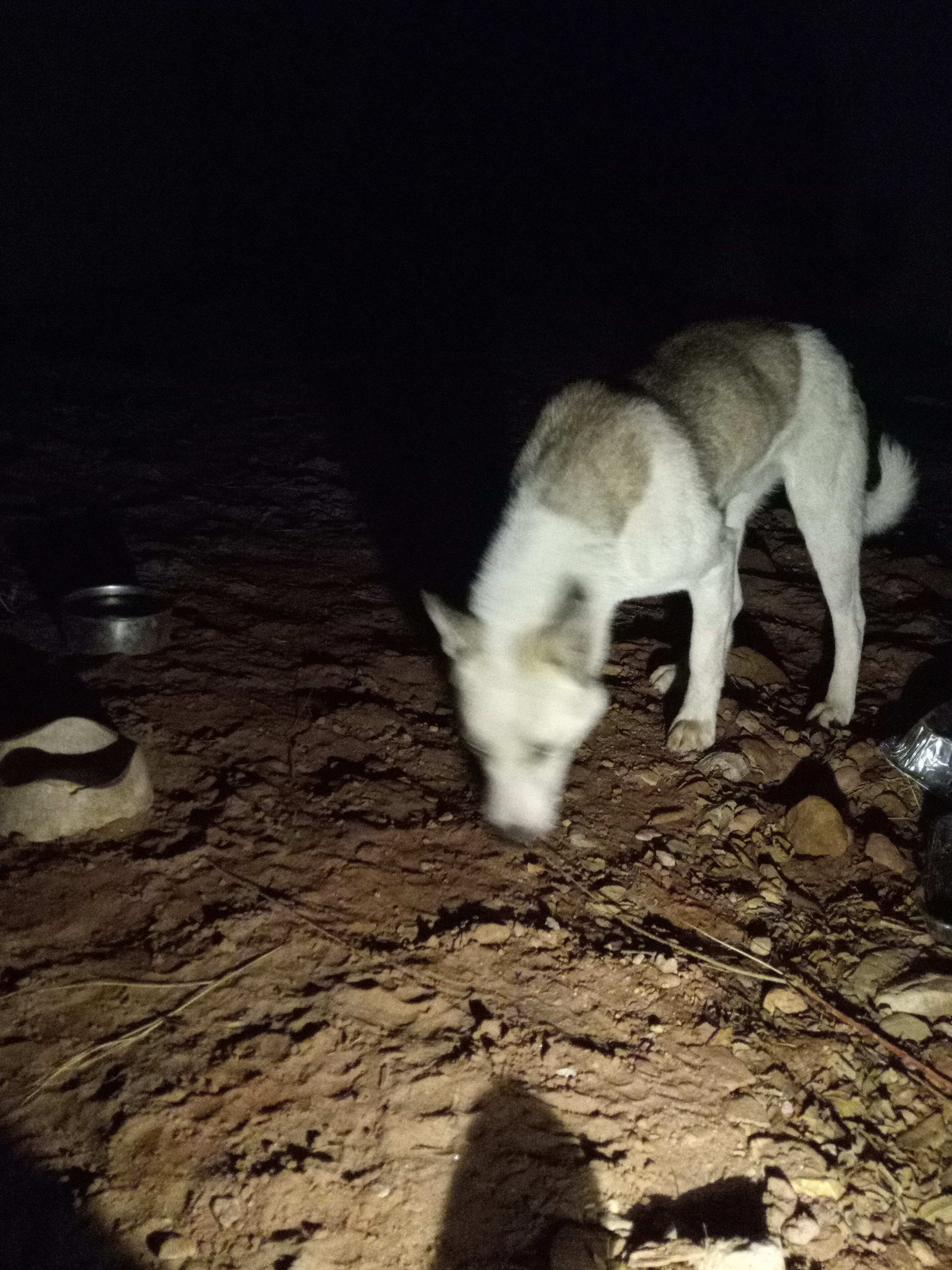 Raw animal camera upload (unprocessed). File: mot-det-20251231-185105.jpg.