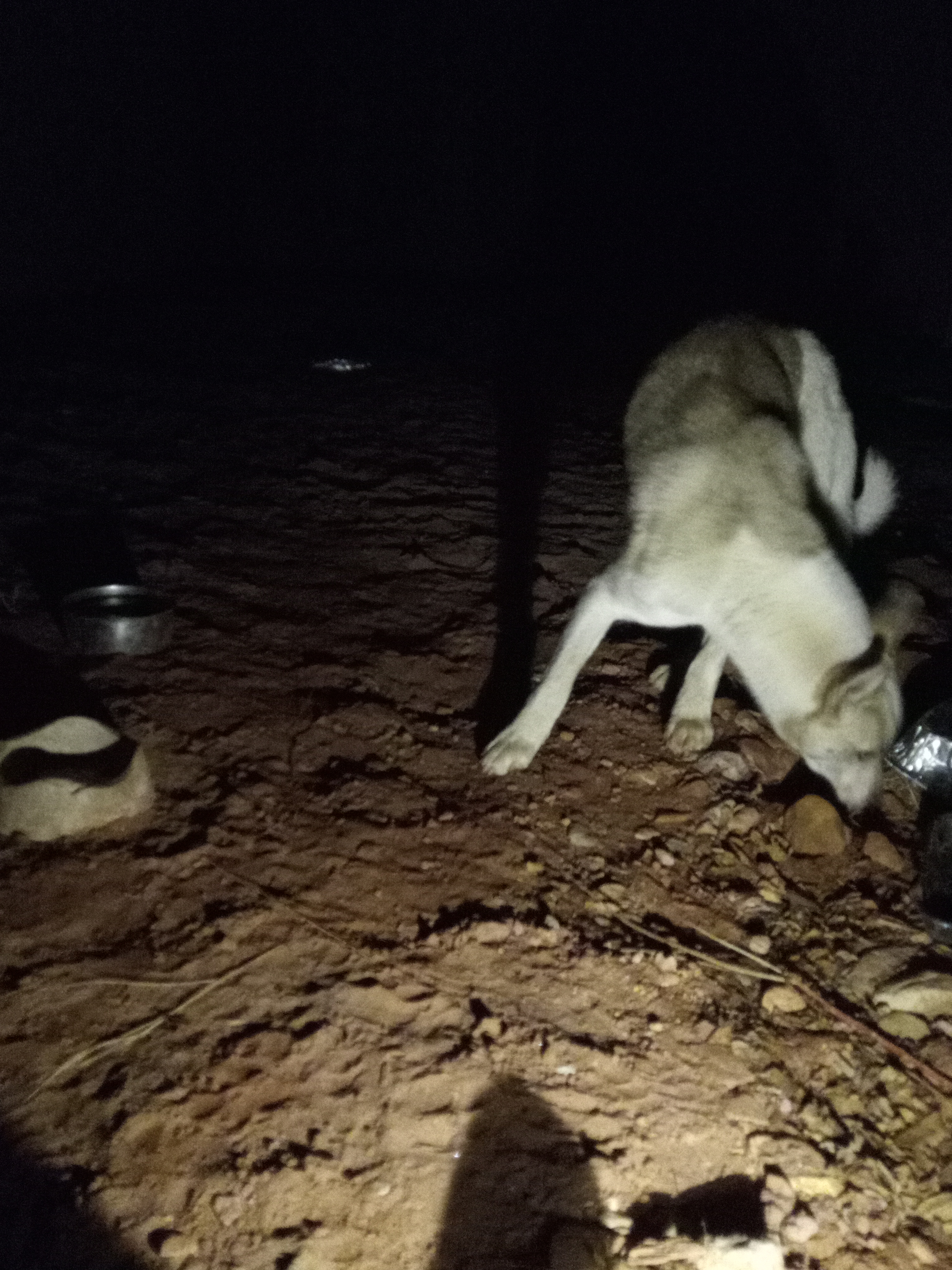 Raw animal camera upload (unprocessed). File: mot-det-20251231-185109.jpg.