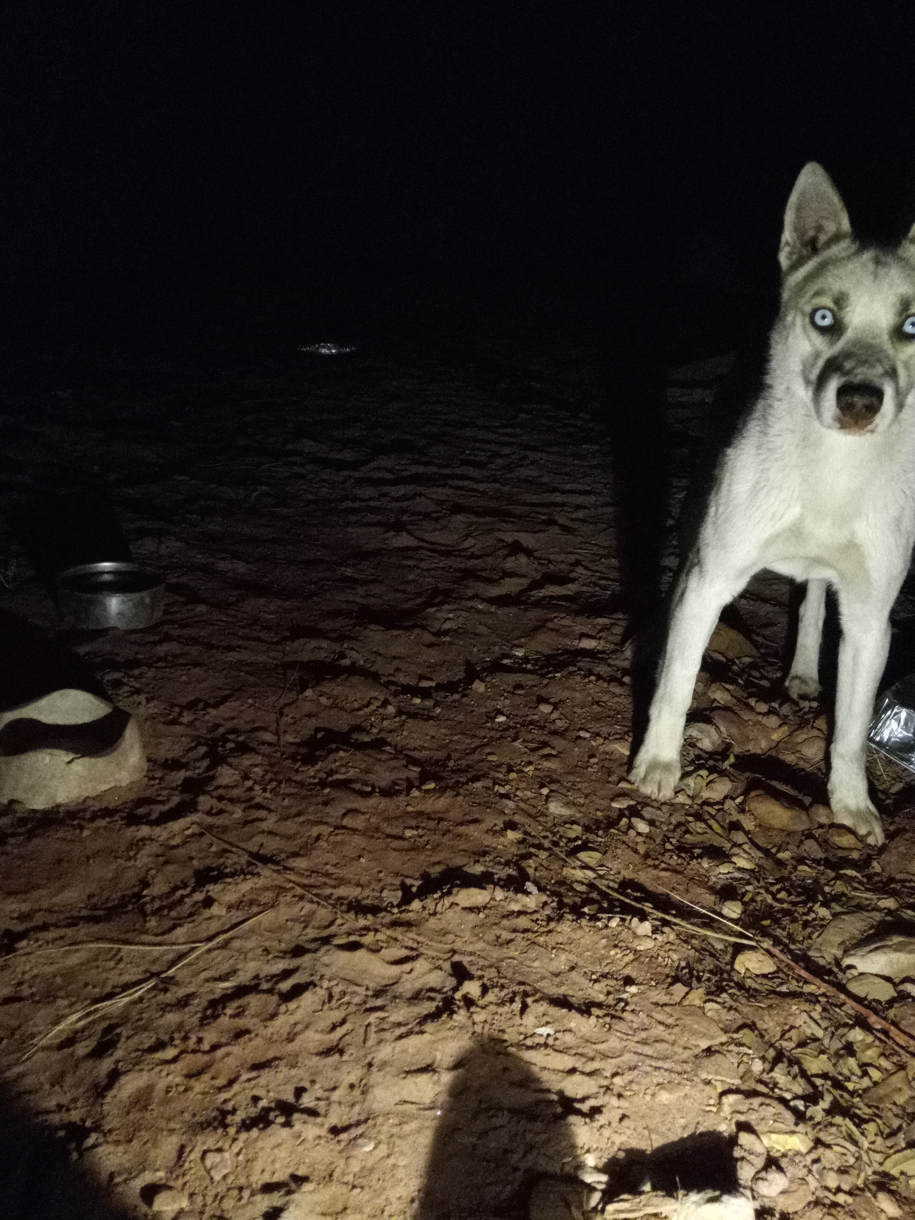 Raw animal camera upload (unprocessed). File: mot-det-20251231-185119.jpg.