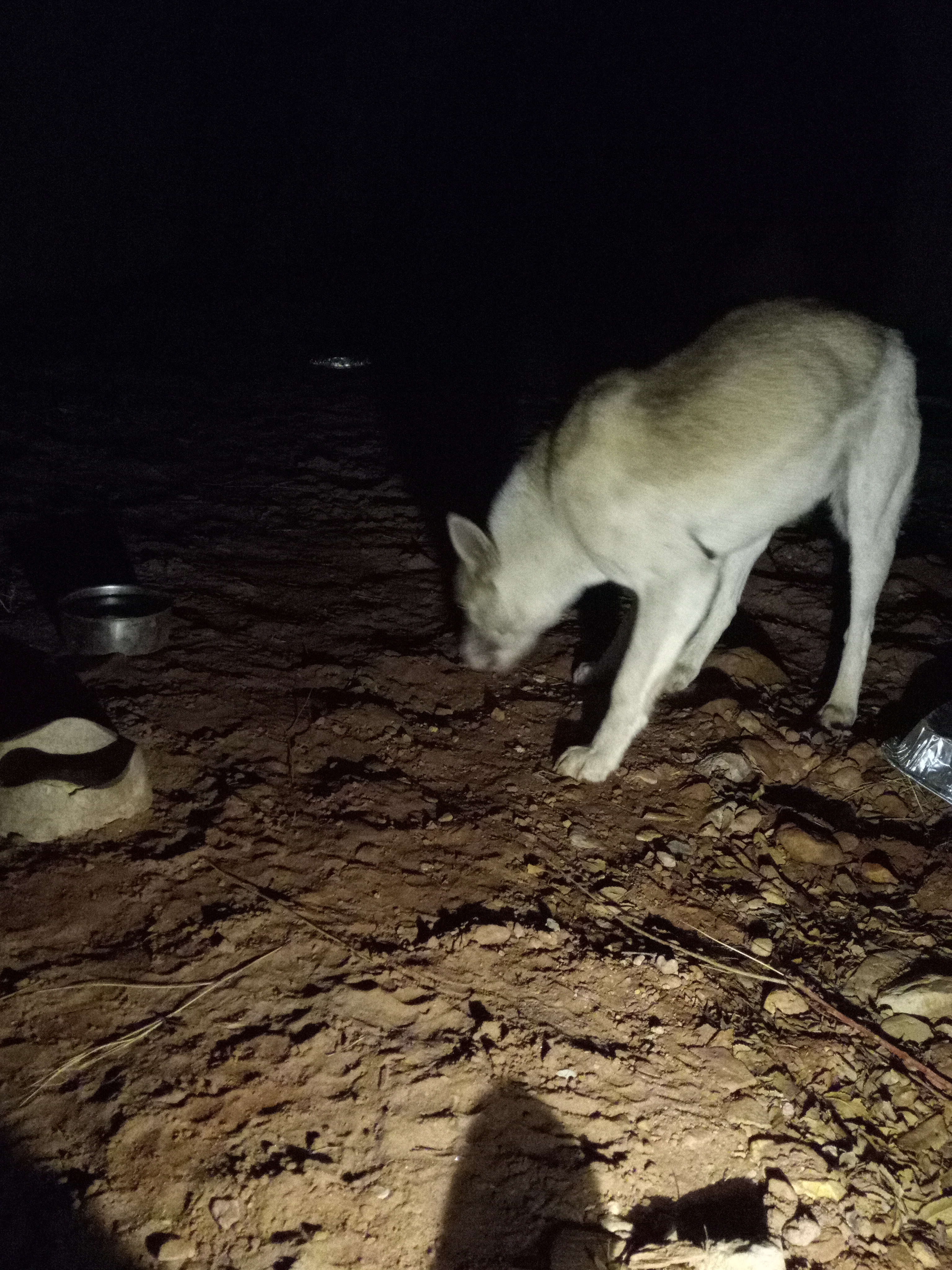 Raw animal camera upload (unprocessed). File: mot-det-20251231-185125.jpg.