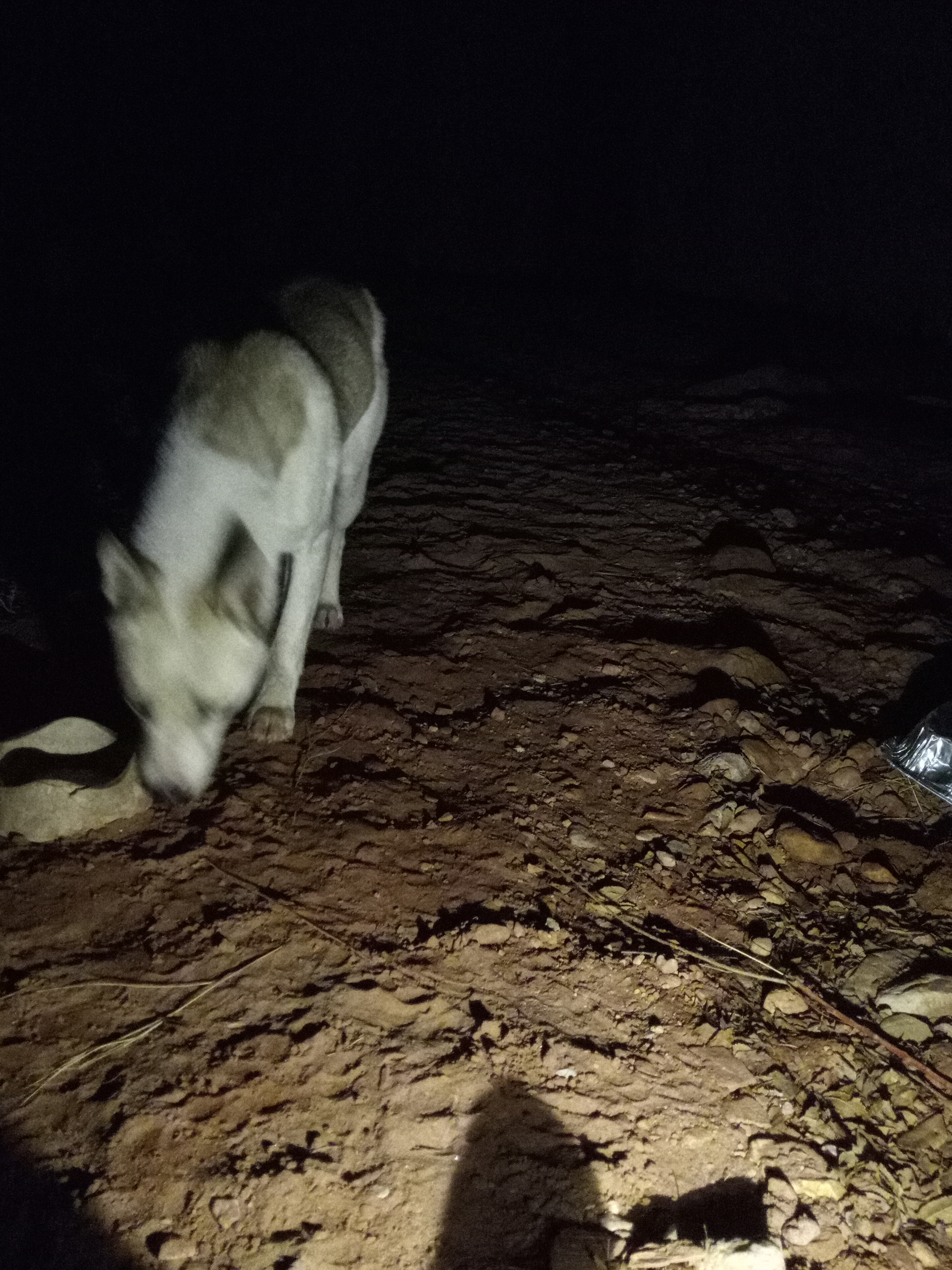 Raw animal camera upload (unprocessed). File: mot-det-20251231-185153.jpg.