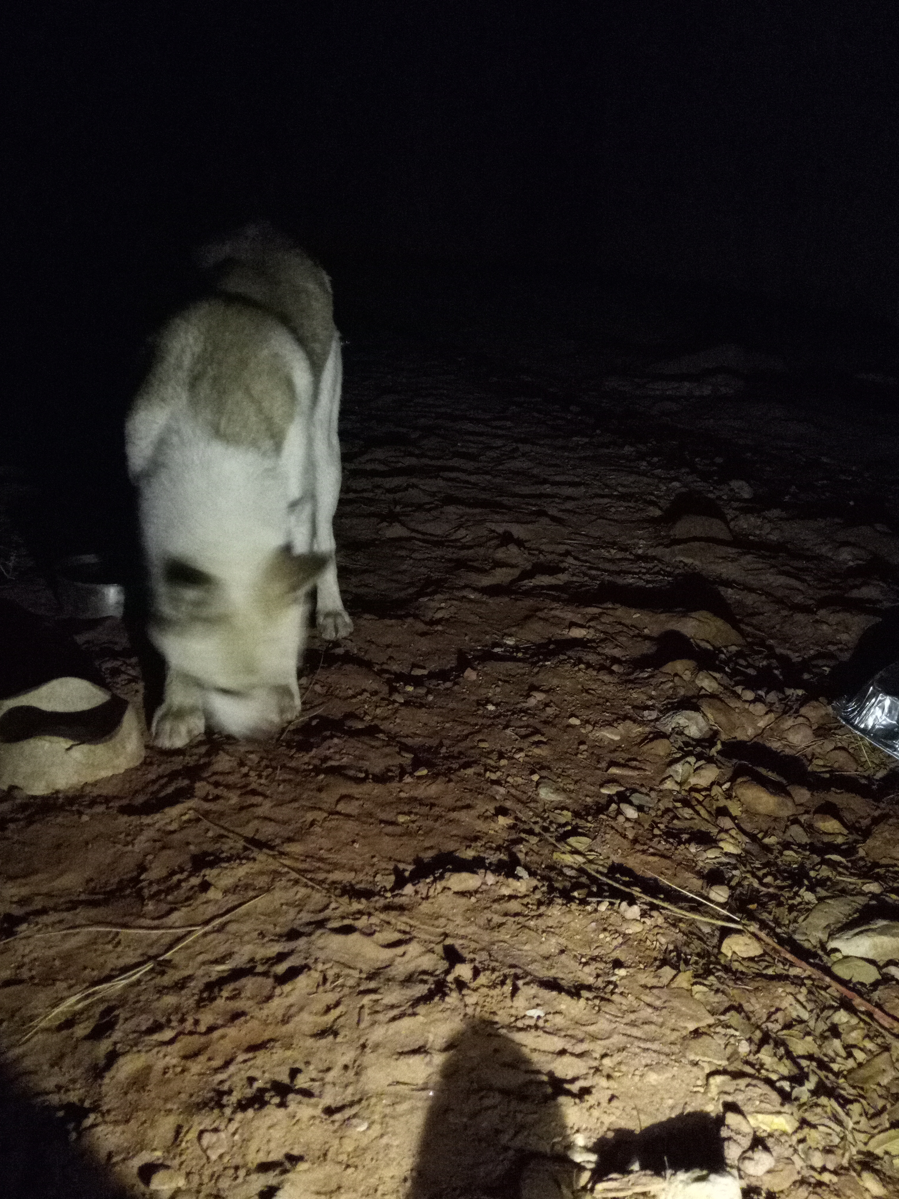 Raw animal camera upload (unprocessed). File: mot-det-20251231-185200.jpg.