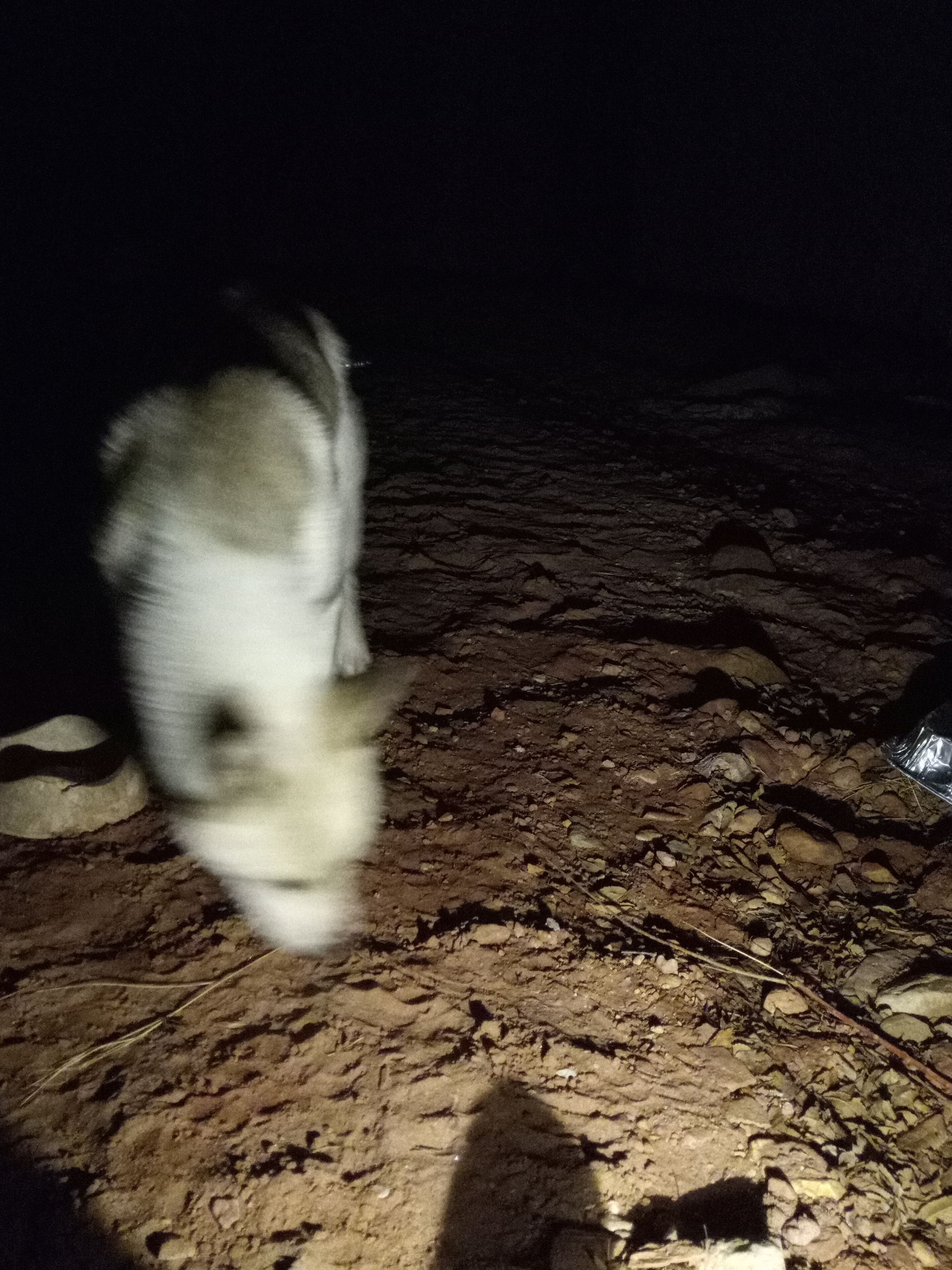 Raw animal camera upload (unprocessed). File: mot-det-20251231-185207.jpg.