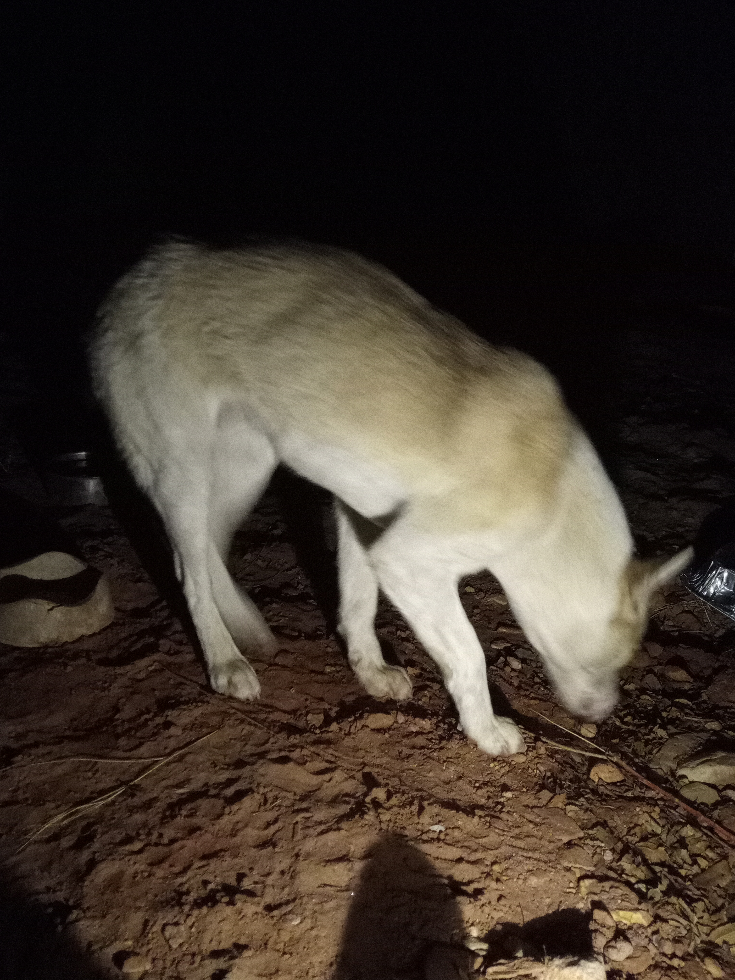 Raw animal camera upload (unprocessed). File: mot-det-20251231-185209.jpg.