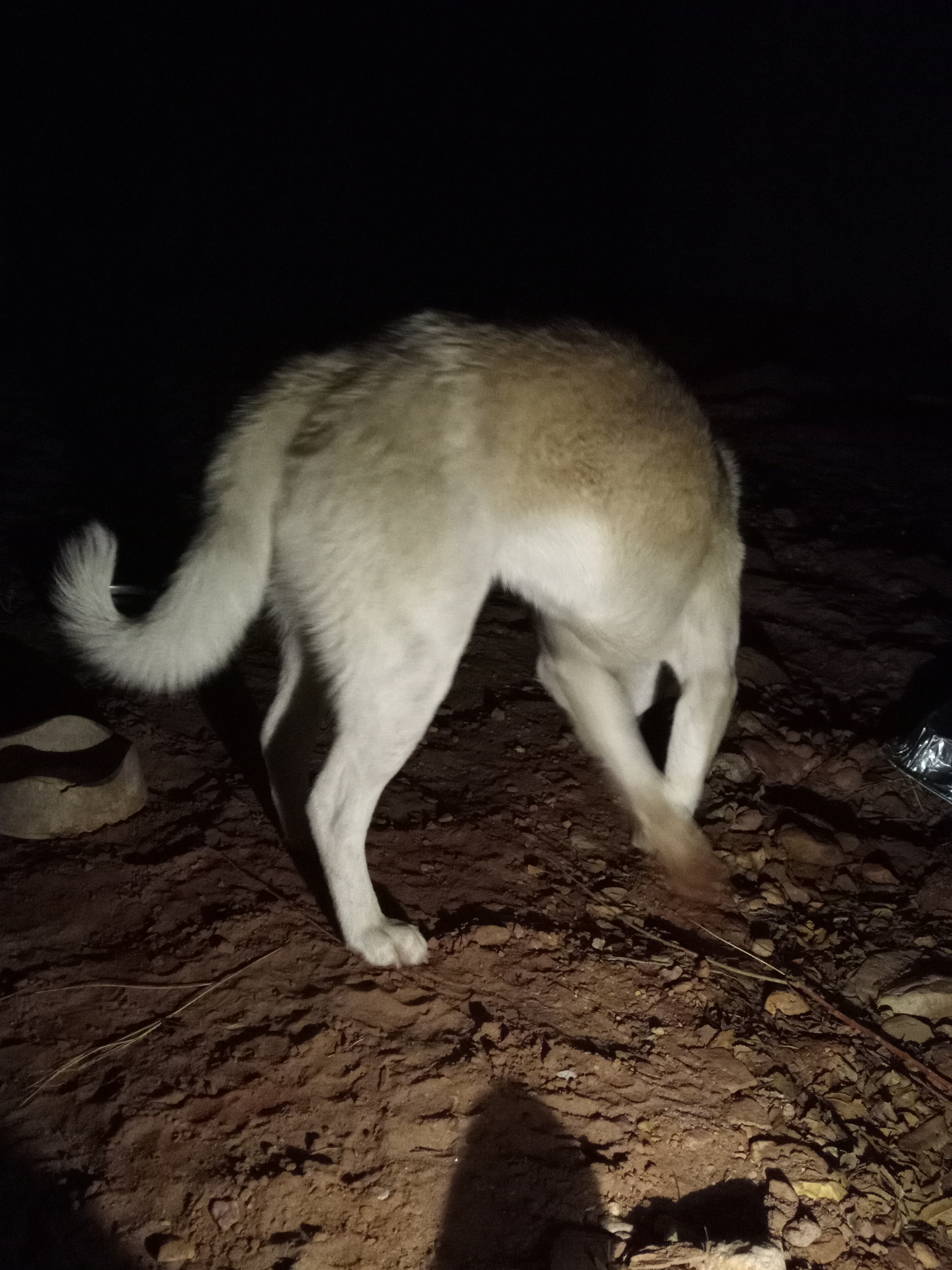 Raw animal camera upload (unprocessed). File: mot-det-20251231-185221.jpg.