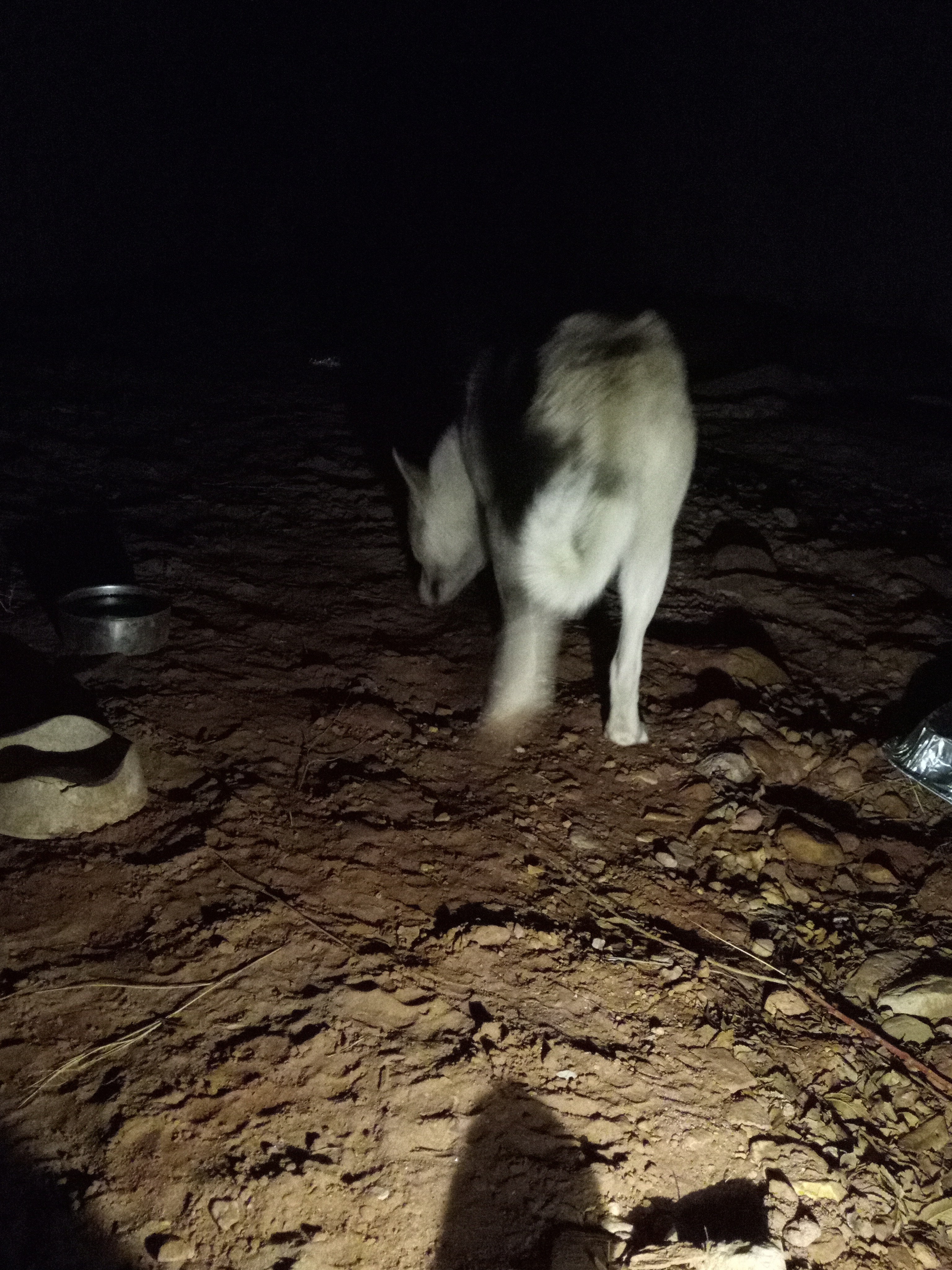 Raw animal camera upload (unprocessed). File: mot-det-20251231-185227.jpg.