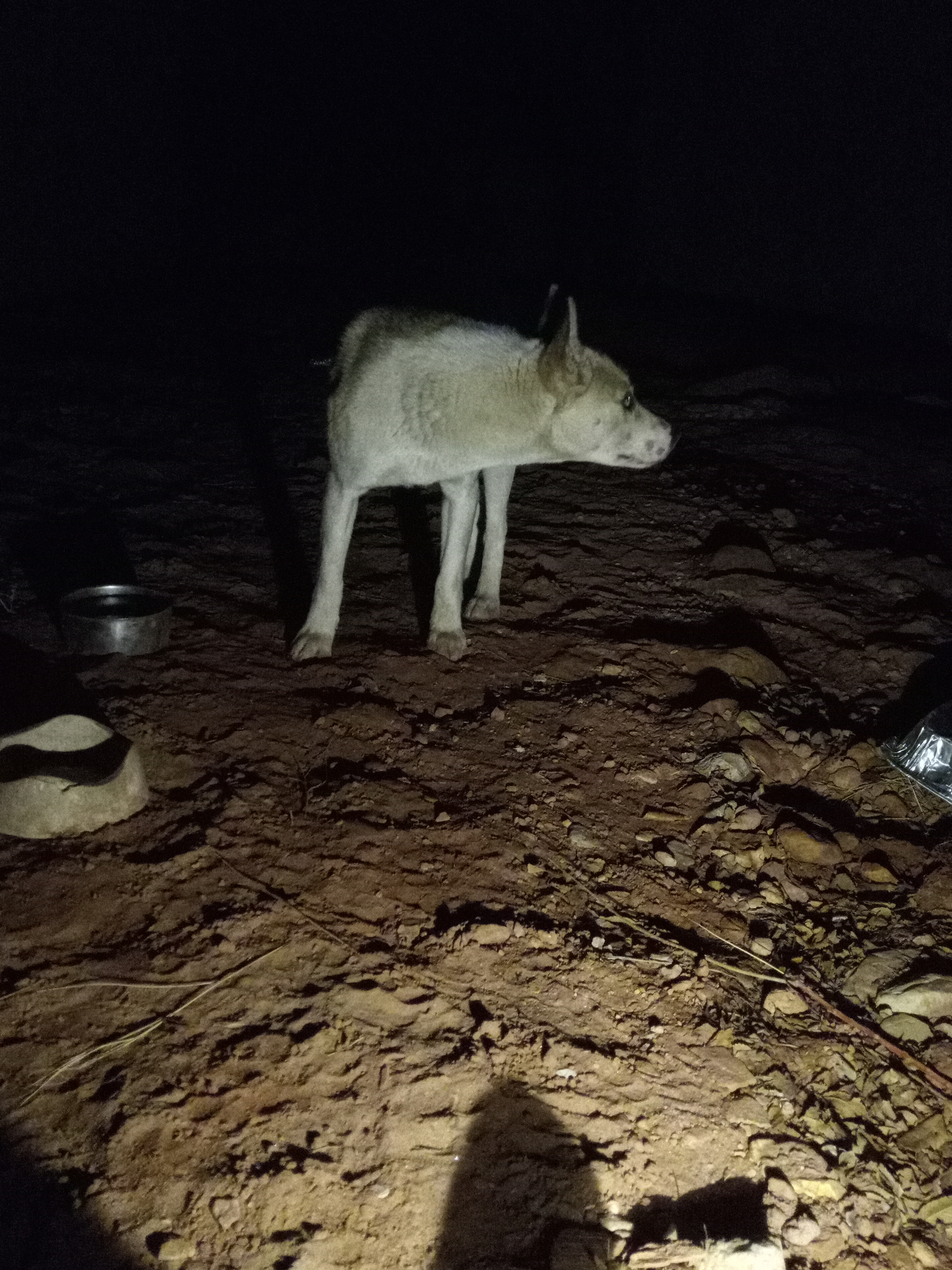 Raw animal camera upload (unprocessed). File: mot-det-20251231-185238.jpg.