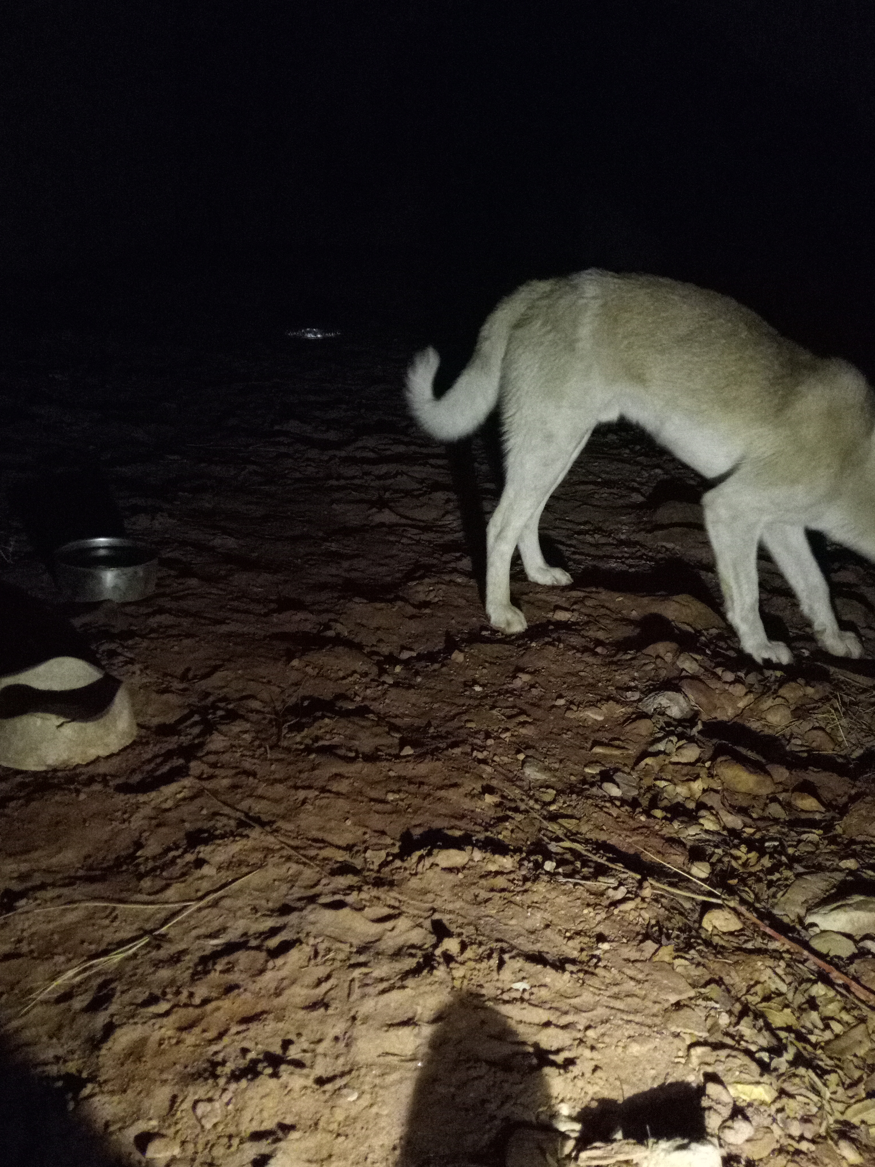 Raw animal camera upload (unprocessed). File: mot-det-20251231-185243.jpg.