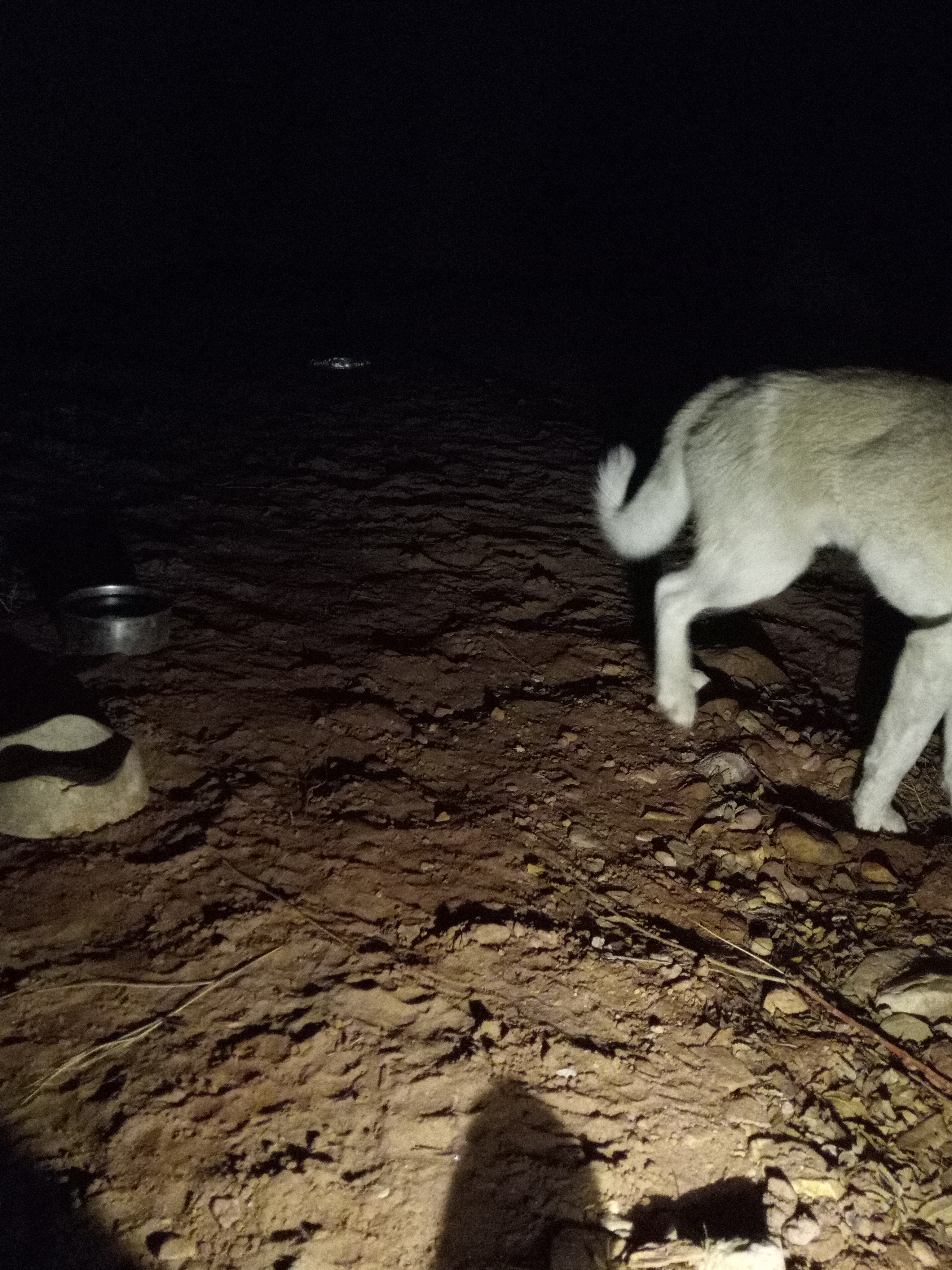 Raw animal camera upload (unprocessed). File: mot-det-20251231-185254.jpg.