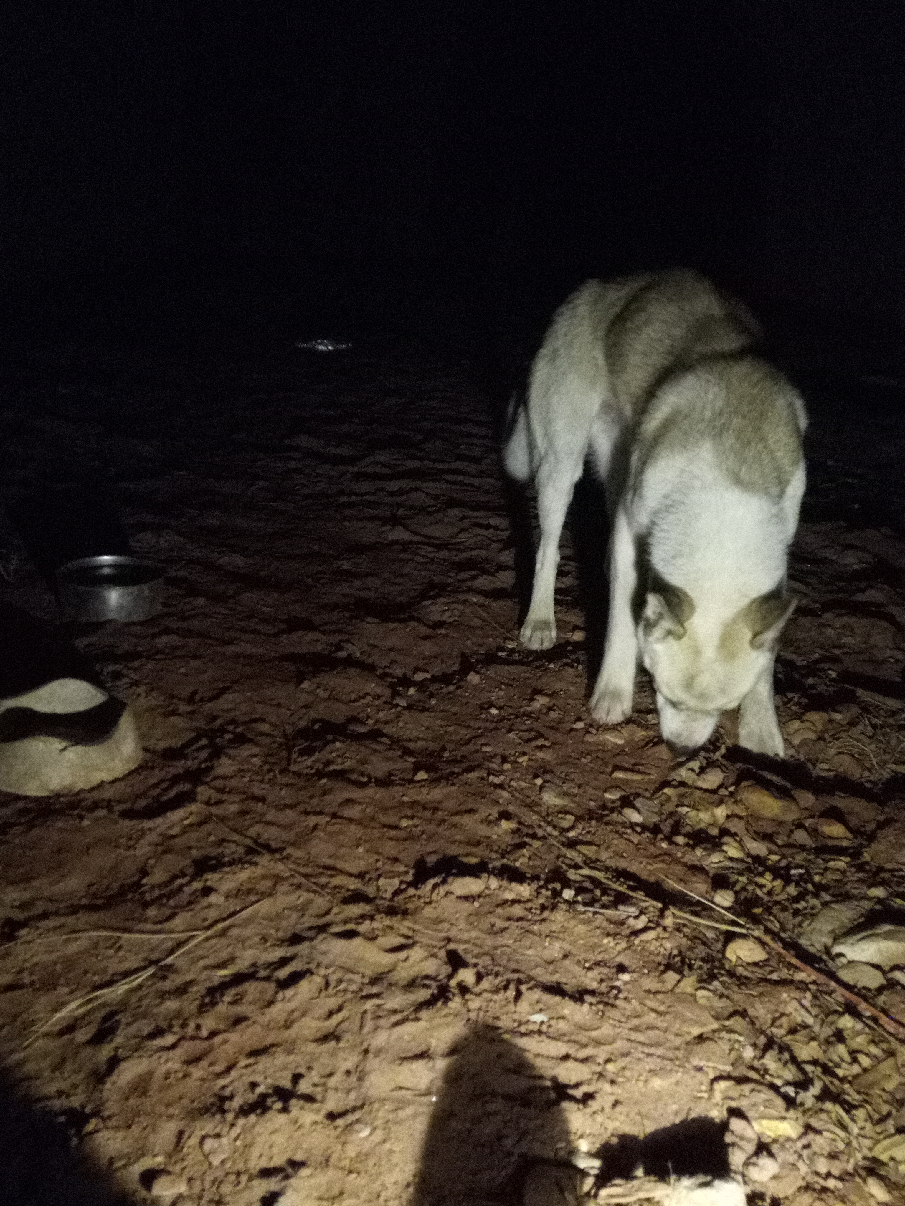 Raw animal camera upload (unprocessed). File: mot-det-20251231-185257.jpg.