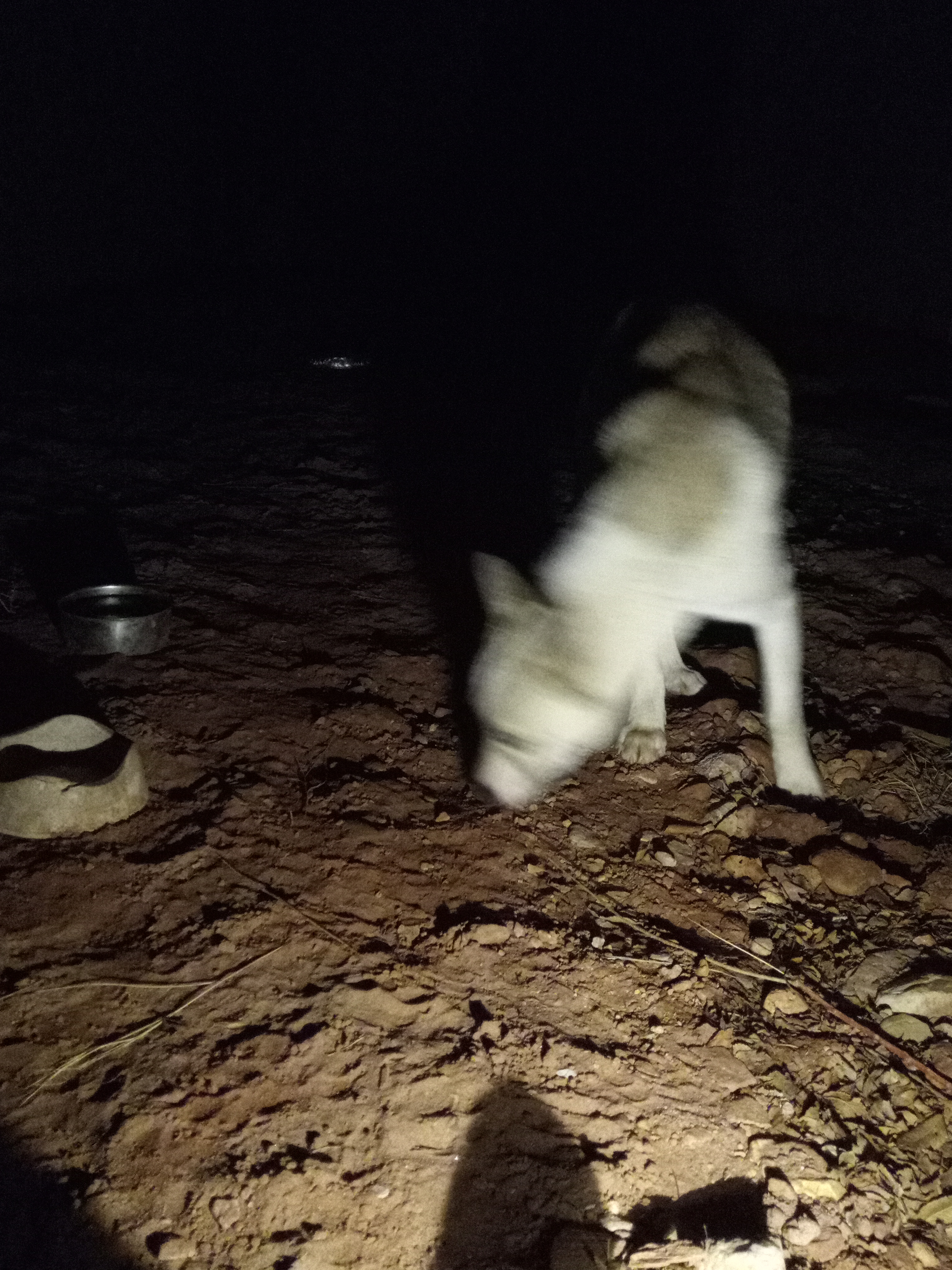 Raw animal camera upload (unprocessed). File: mot-det-20251231-185309.jpg.