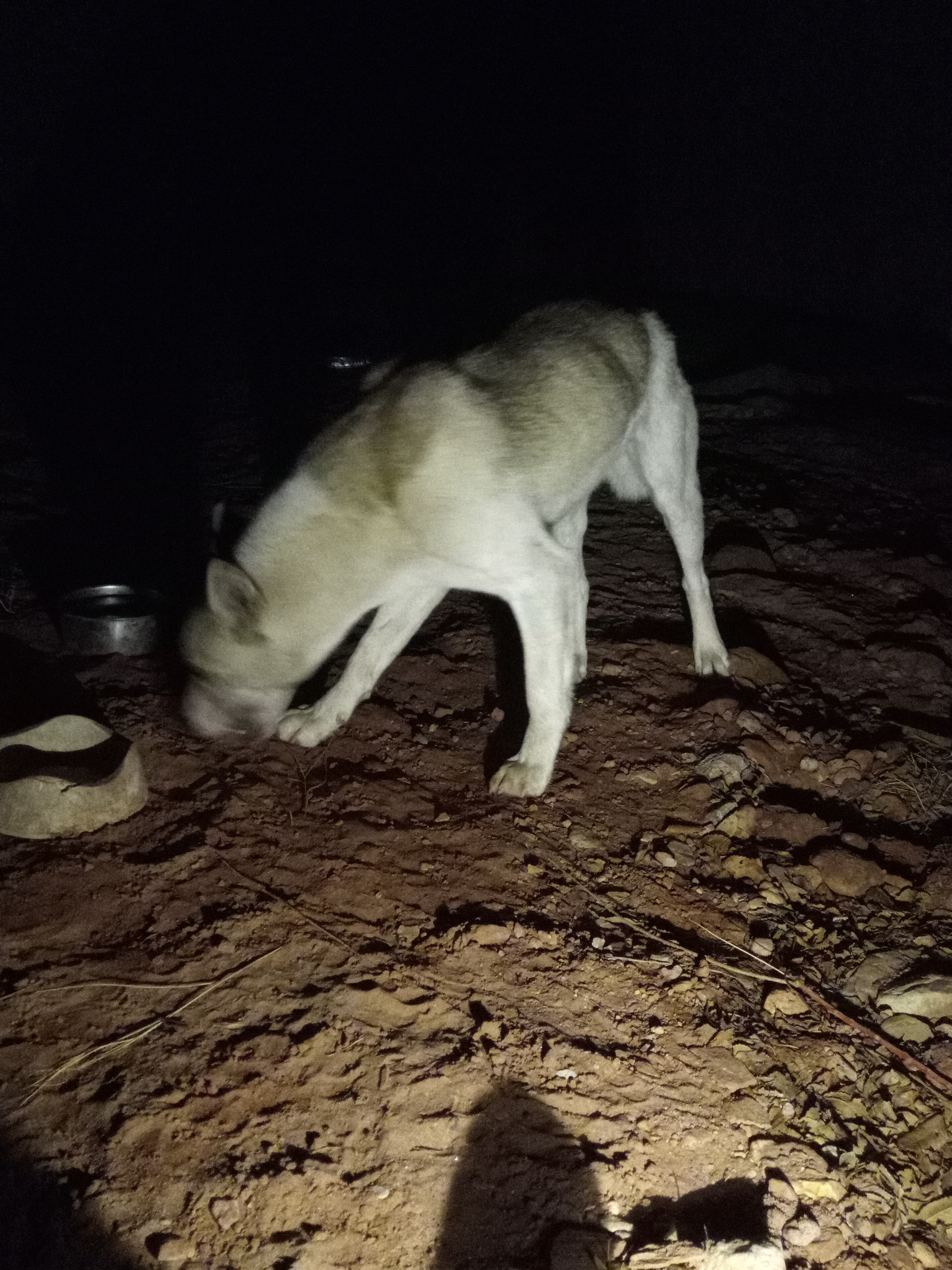 Raw animal camera upload (unprocessed). File: mot-det-20251231-185312.jpg.