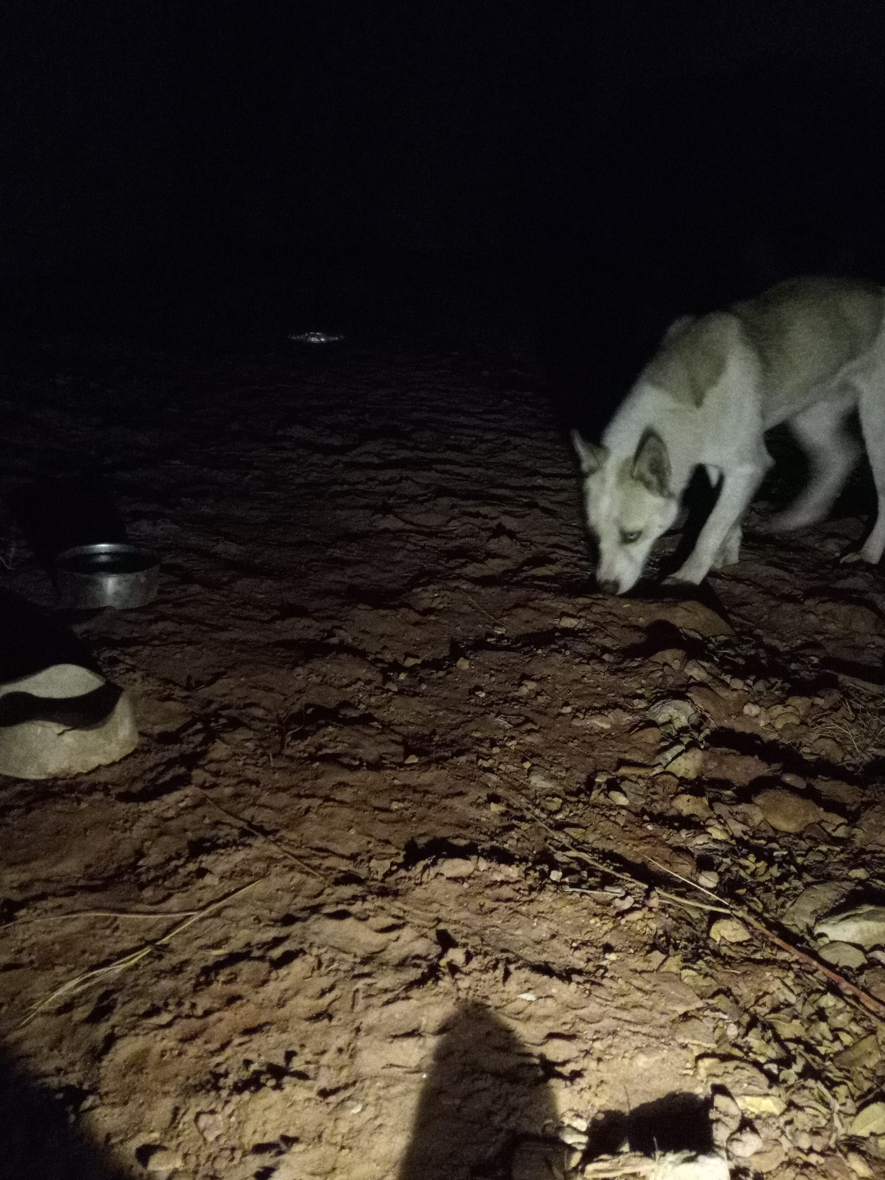 Raw animal camera upload (unprocessed). File: mot-det-20251231-185447.jpg.