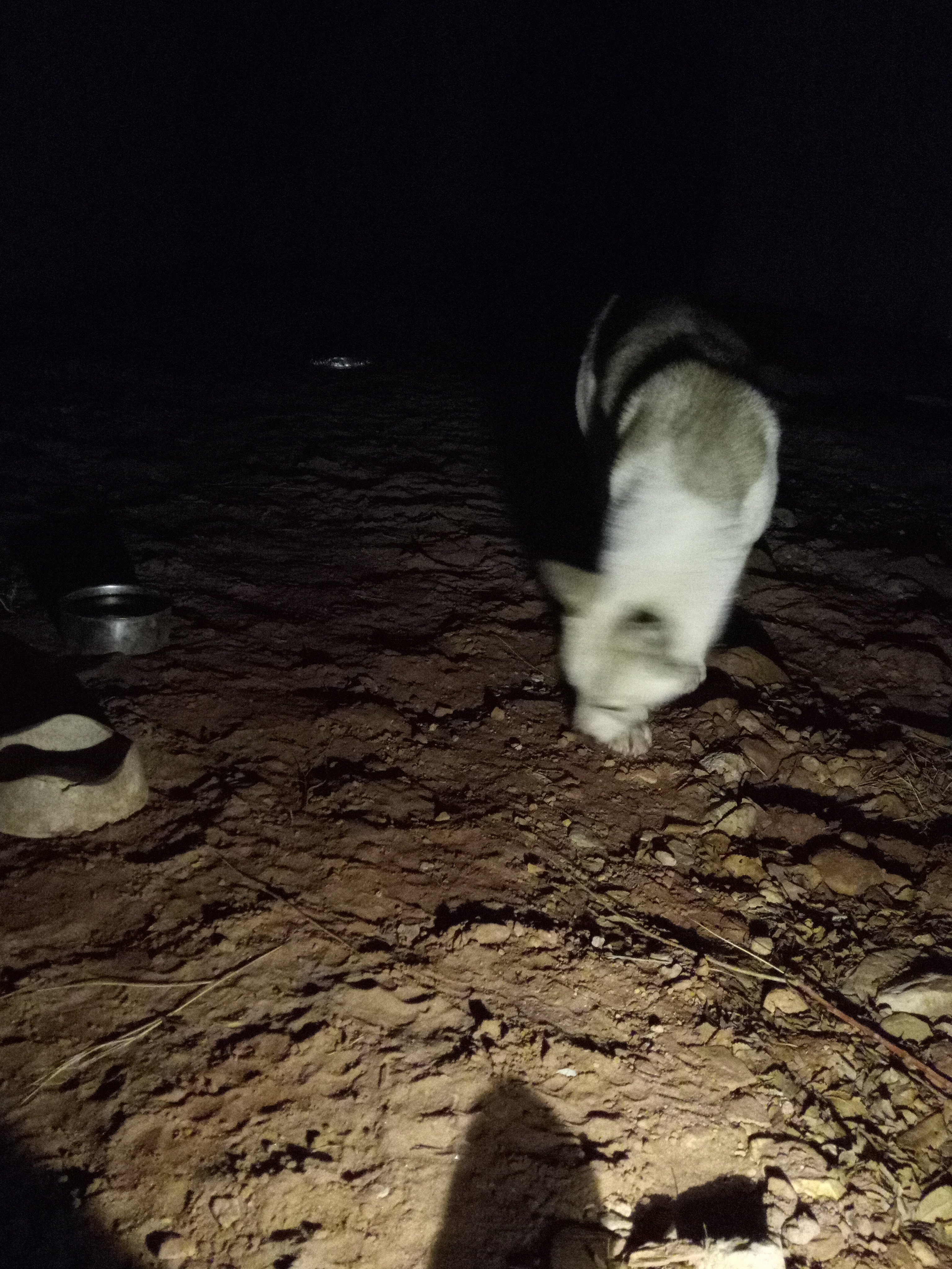 Raw animal camera upload (unprocessed). File: mot-det-20251231-185517.jpg.