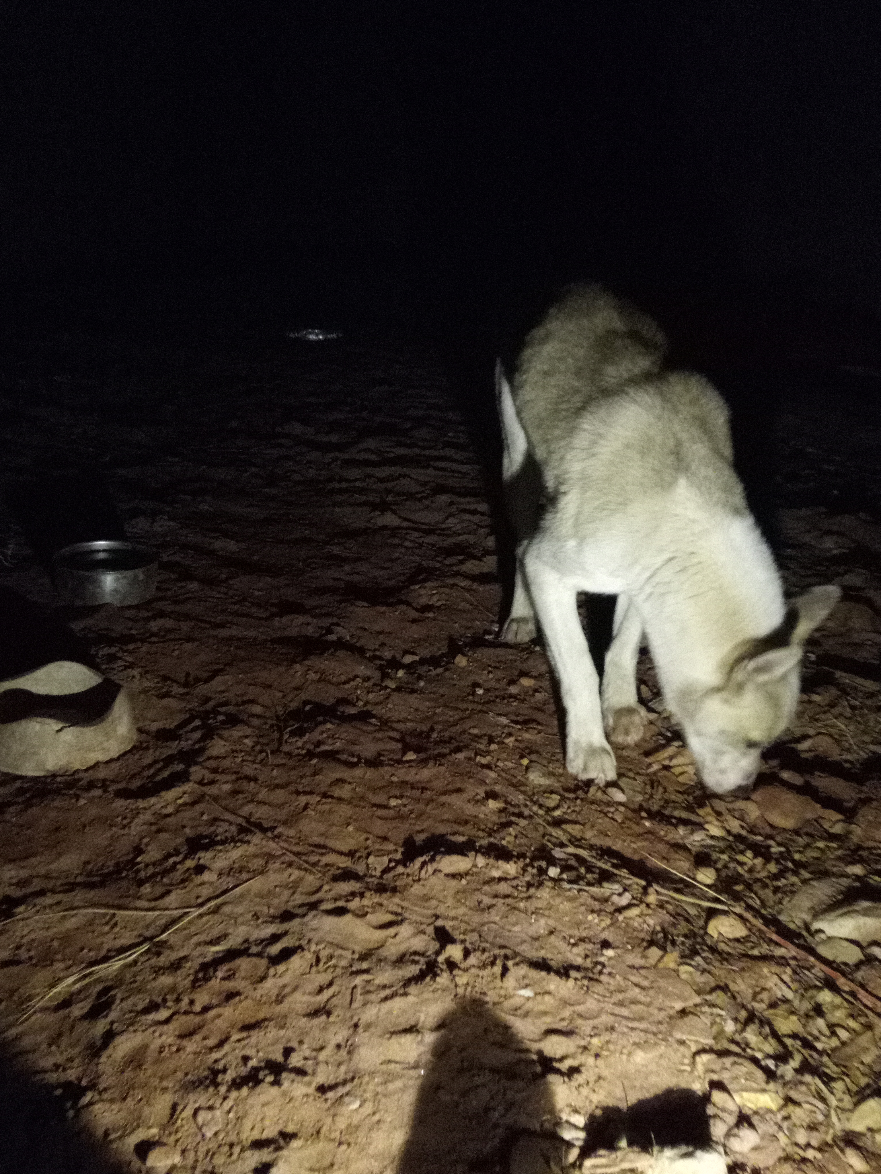 Raw animal camera upload (unprocessed). File: mot-det-20251231-185520.jpg.