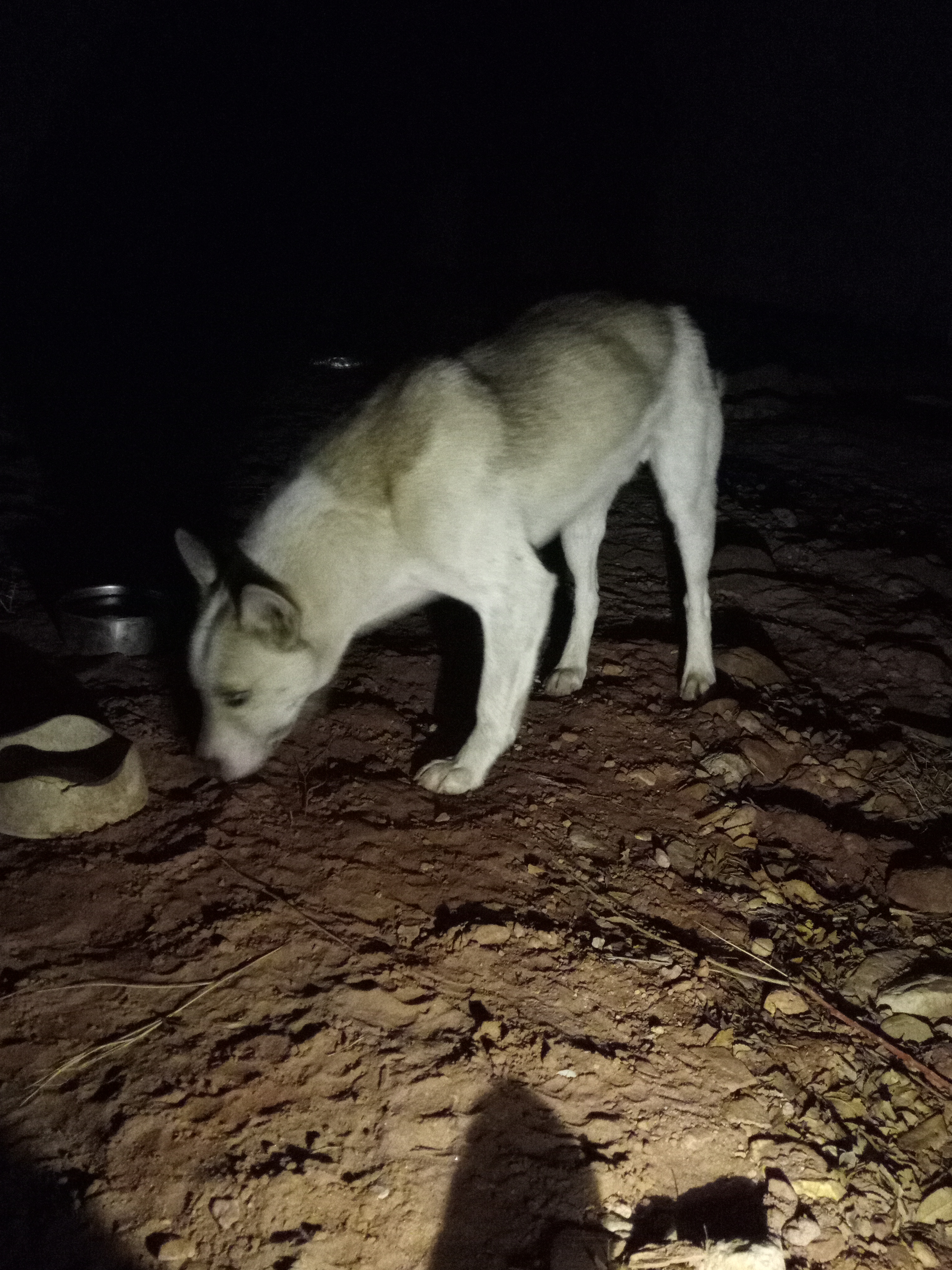 Raw animal camera upload (unprocessed). File: mot-det-20251231-185531.jpg.