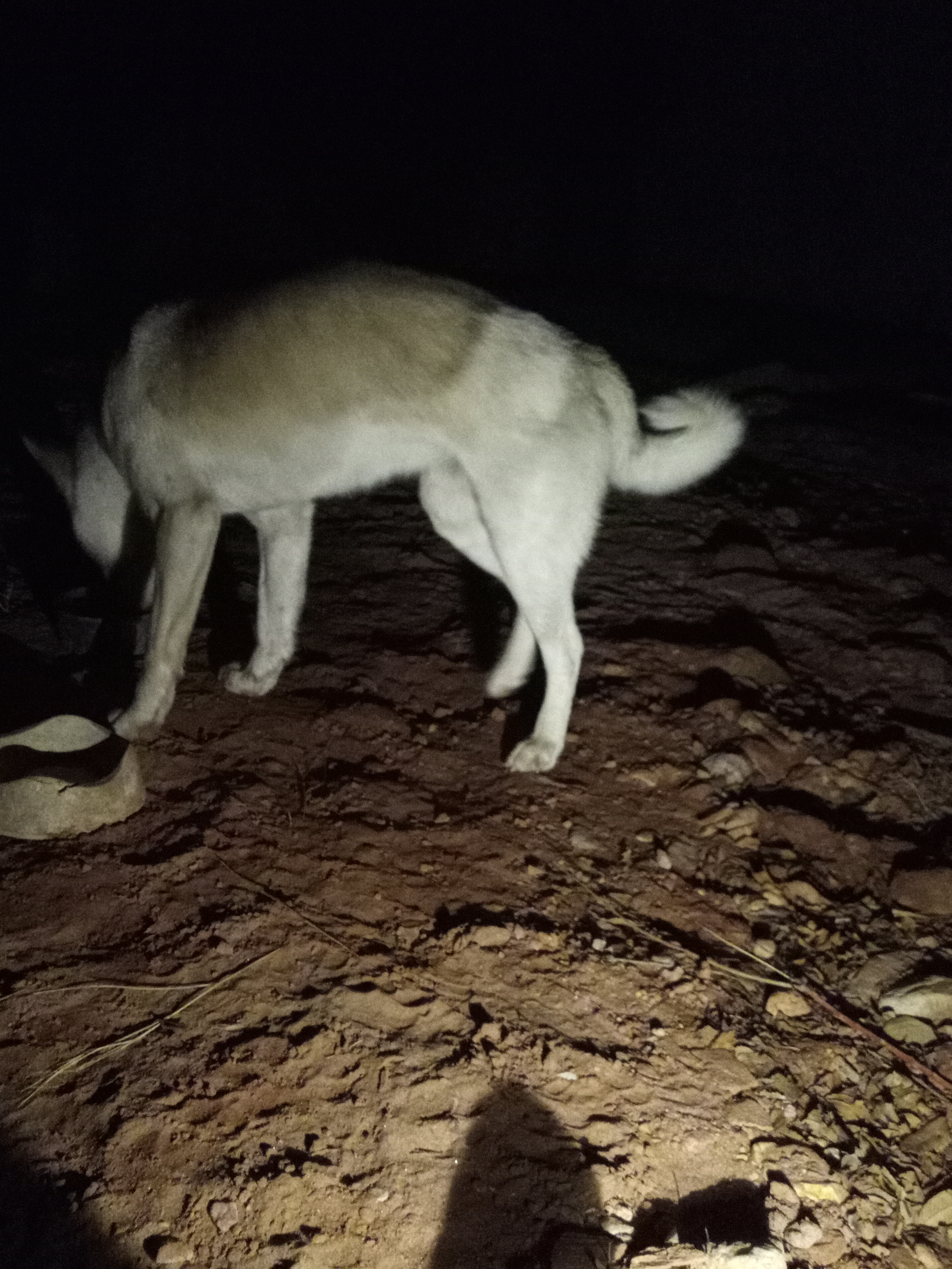 Raw animal camera upload (unprocessed). File: mot-det-20251231-185534.jpg.