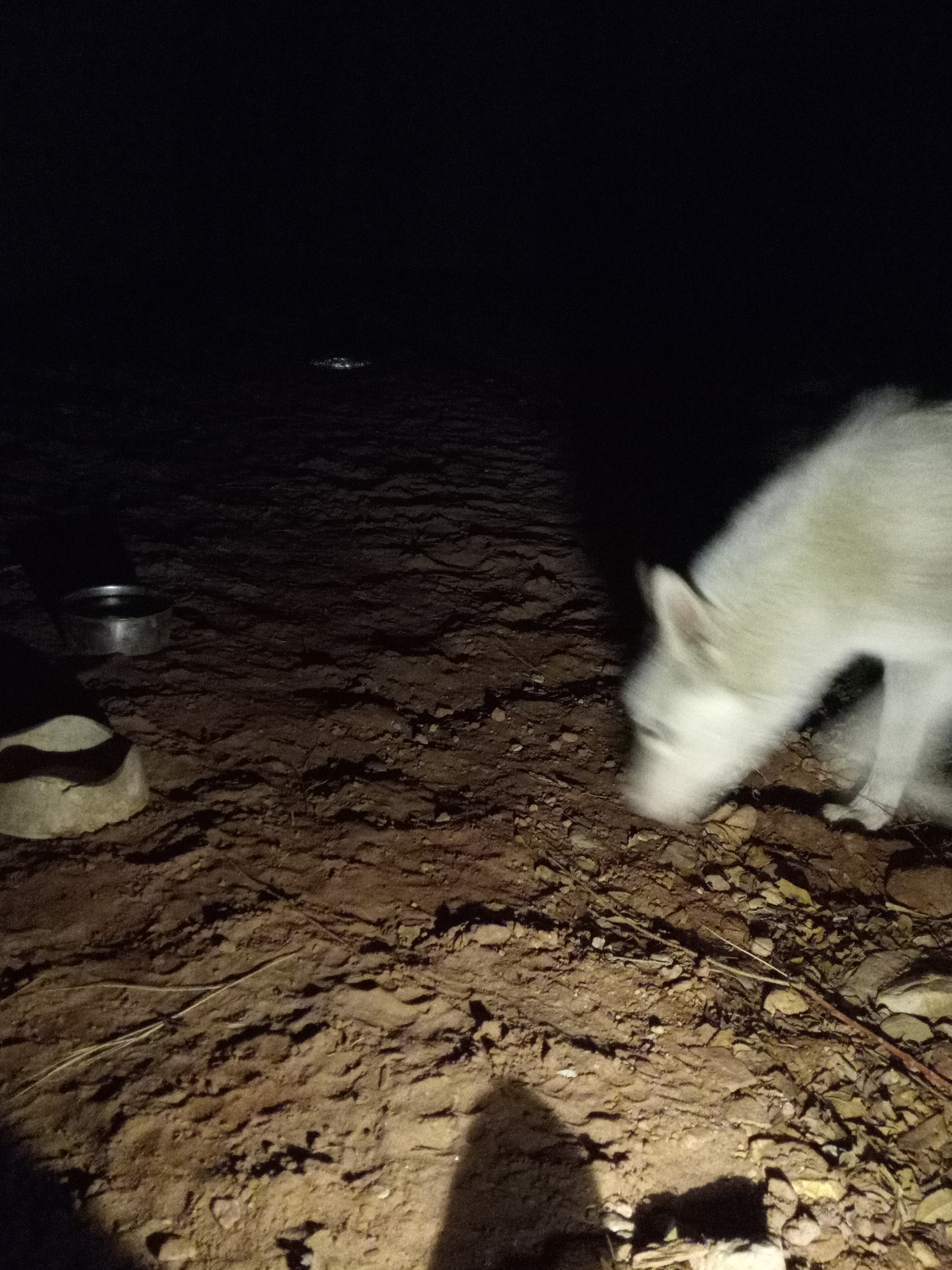 Raw animal camera upload (unprocessed). File: mot-det-20251231-200529.jpg.