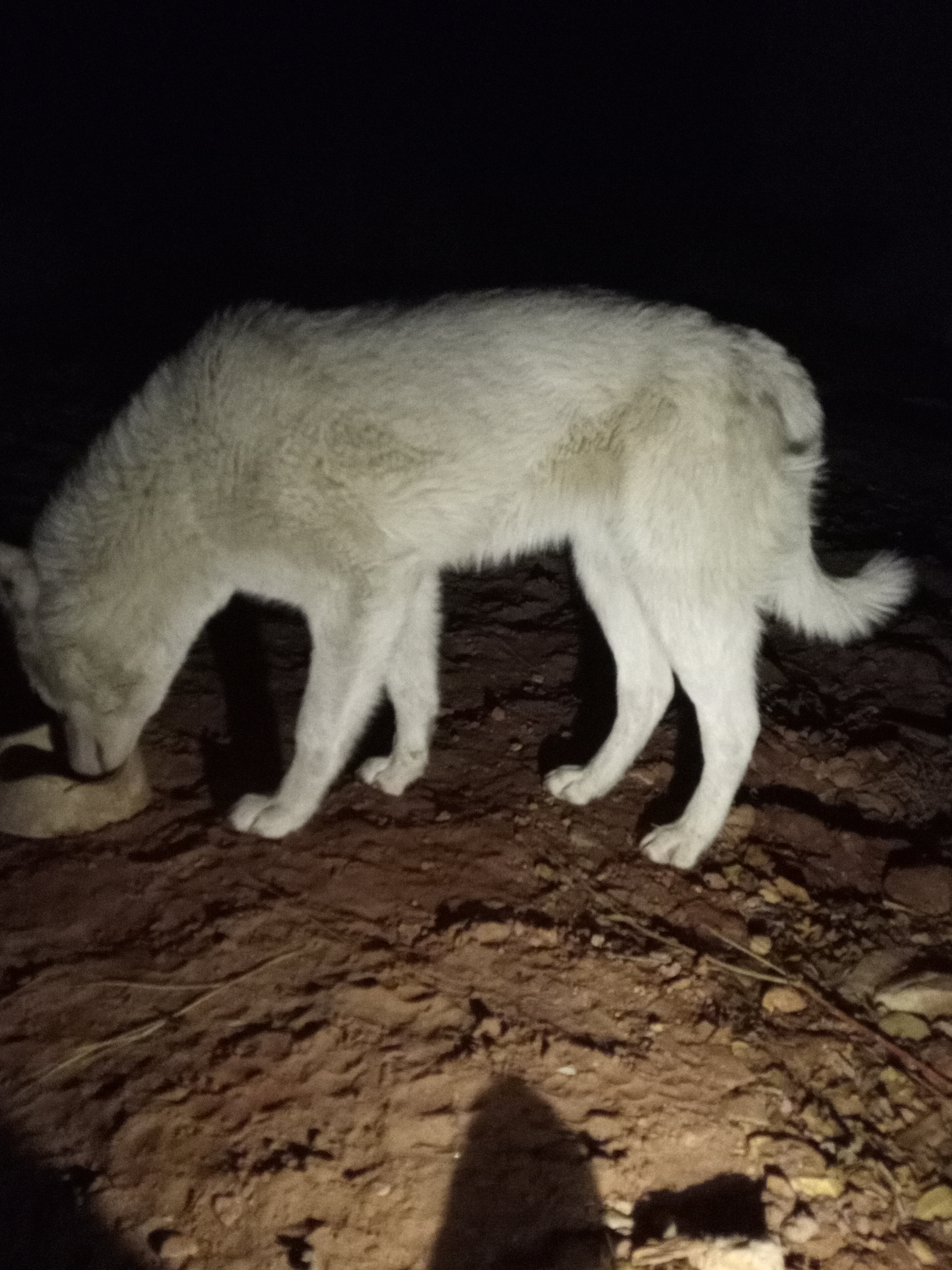 Raw animal camera upload (unprocessed). File: mot-det-20251231-200532.jpg.