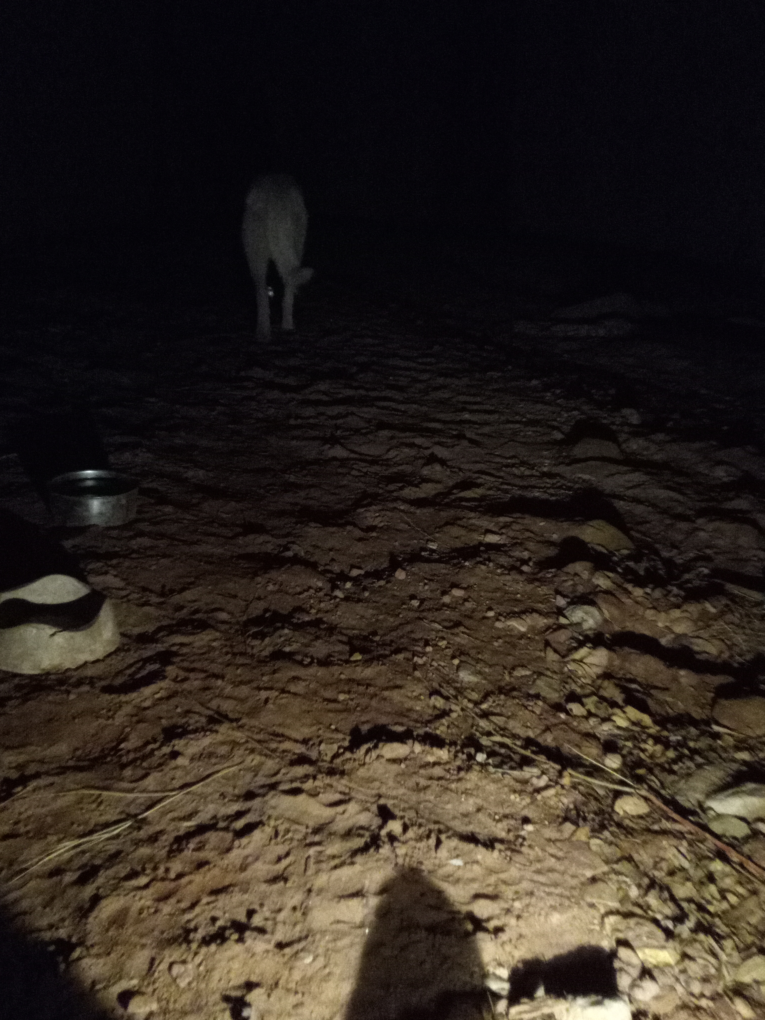 Raw animal camera upload (unprocessed). File: mot-det-20251231-200548.jpg.